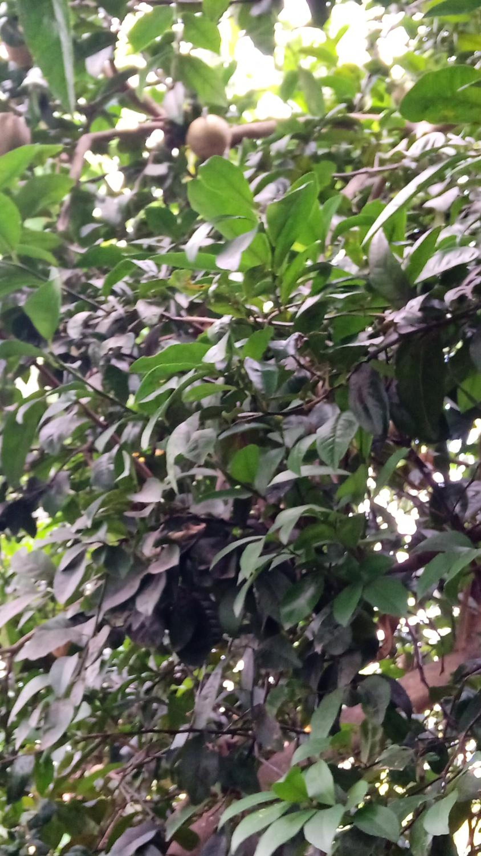 Lugar de descanso e muito verde praia e lagoa Araruama