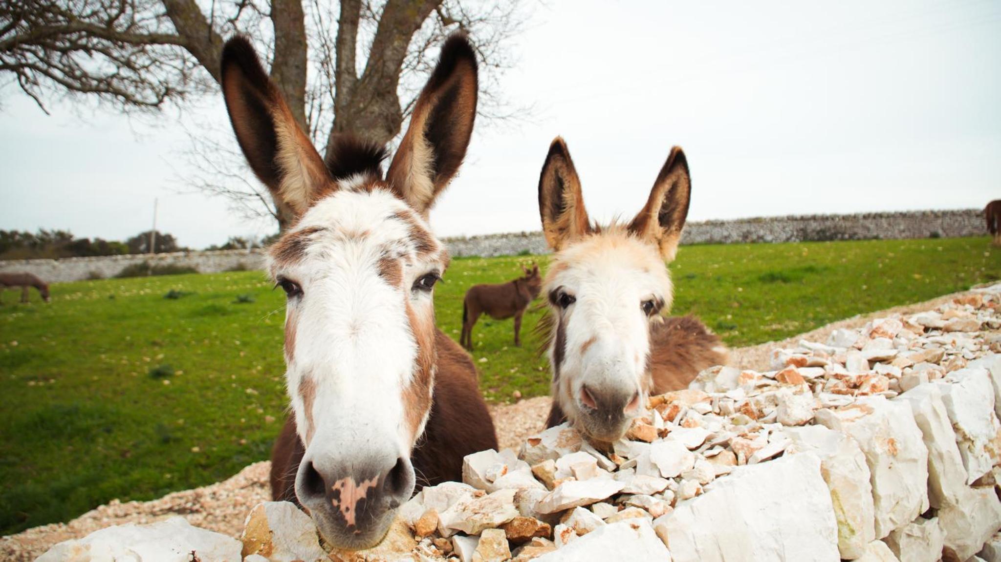 Masseria Surace