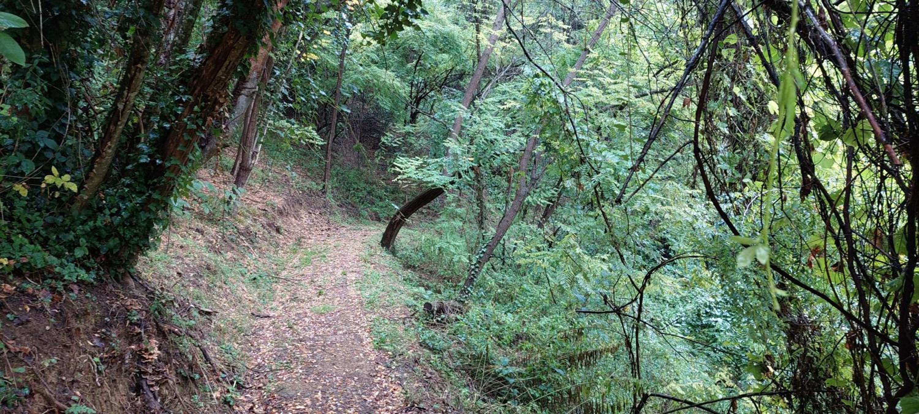 Glamping Volčji tabor - zavetje tišine sredi gozda
