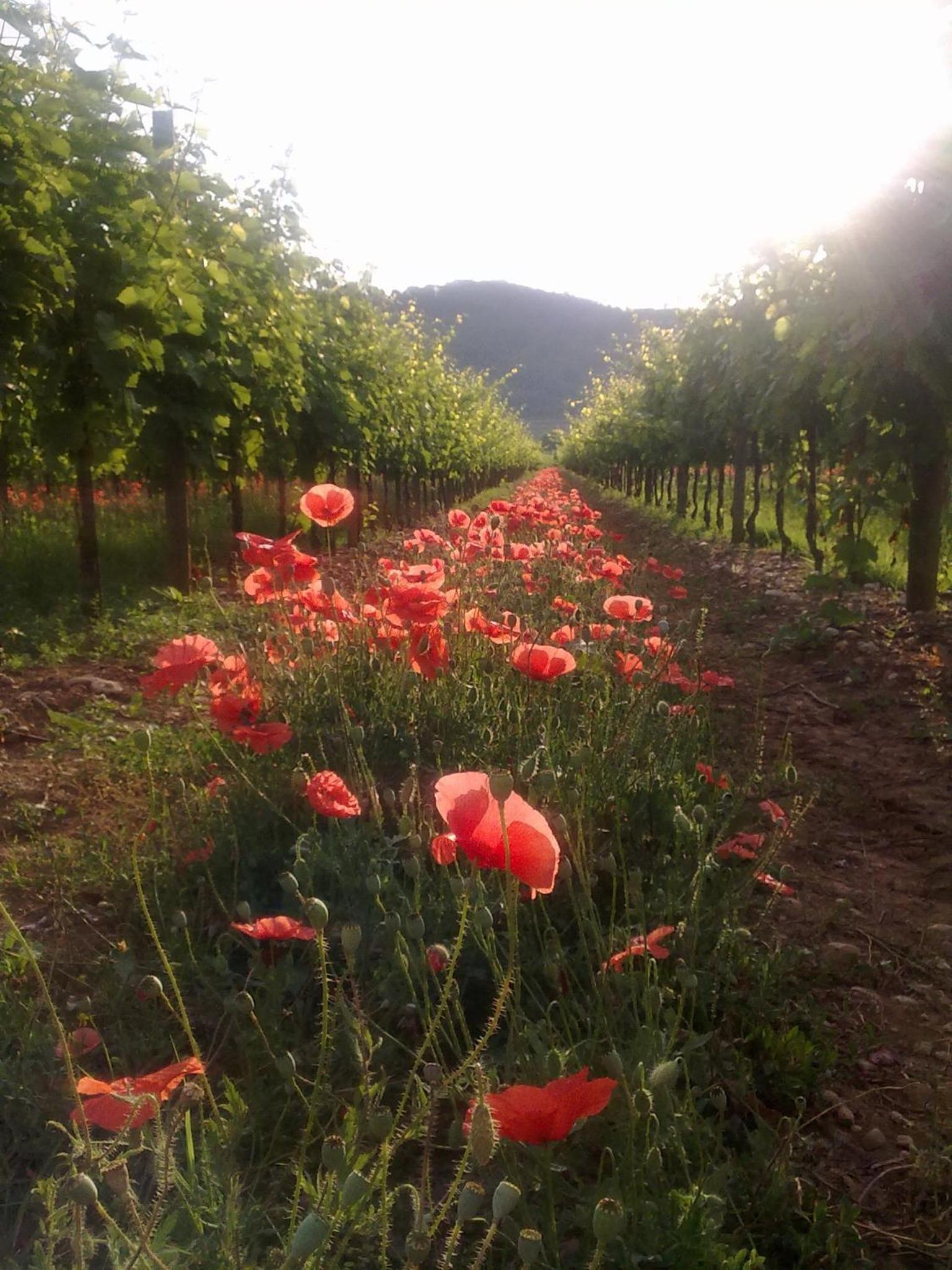 AGRITURISMO Casa Riz