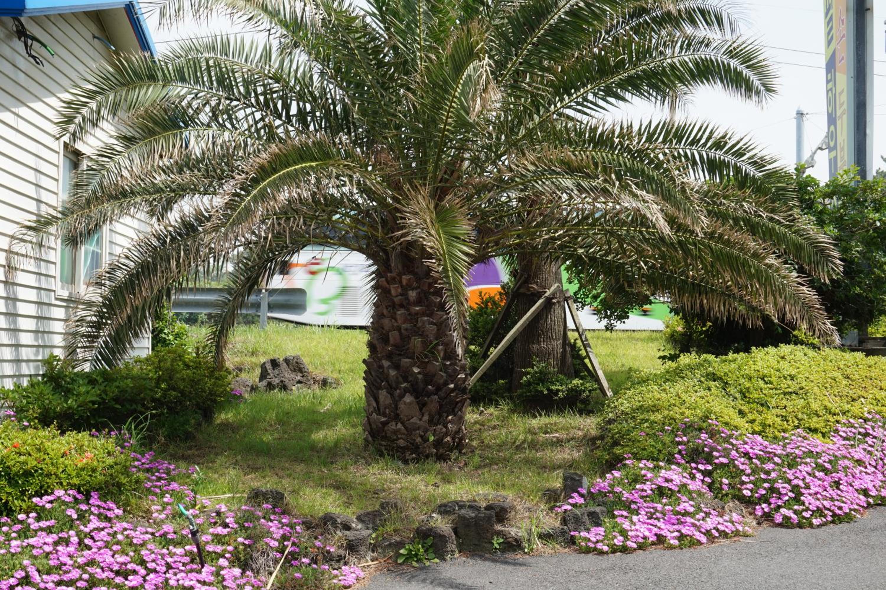 Jeju Feel House