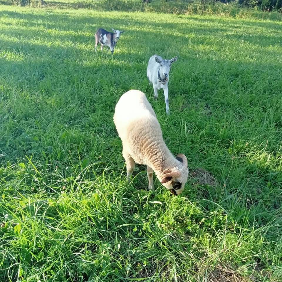 Photo 48