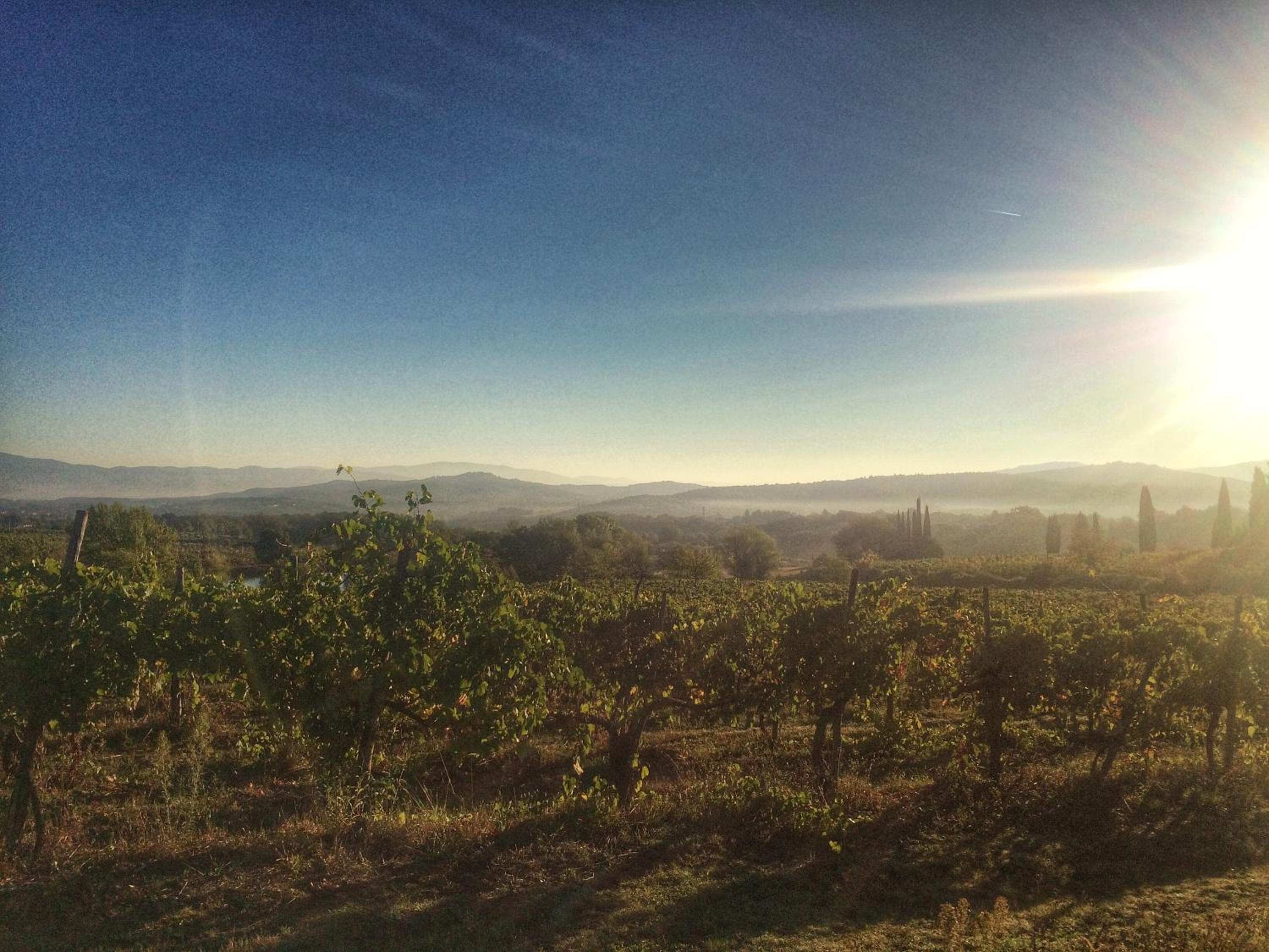 Tenuta Lupinari