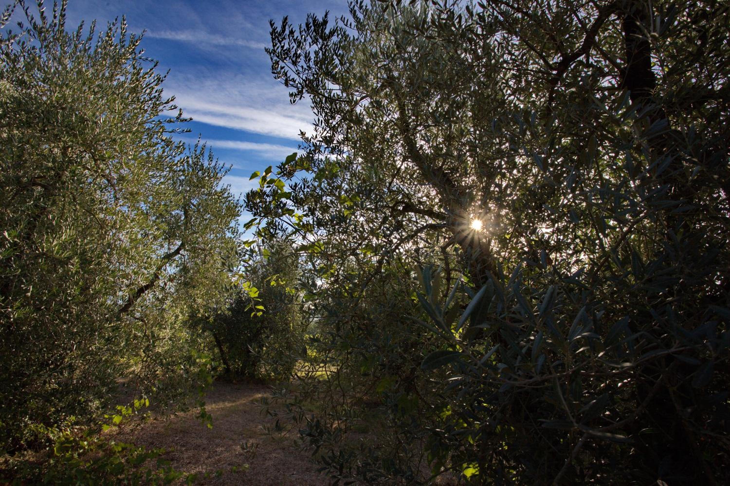 Tenuta Lupinari