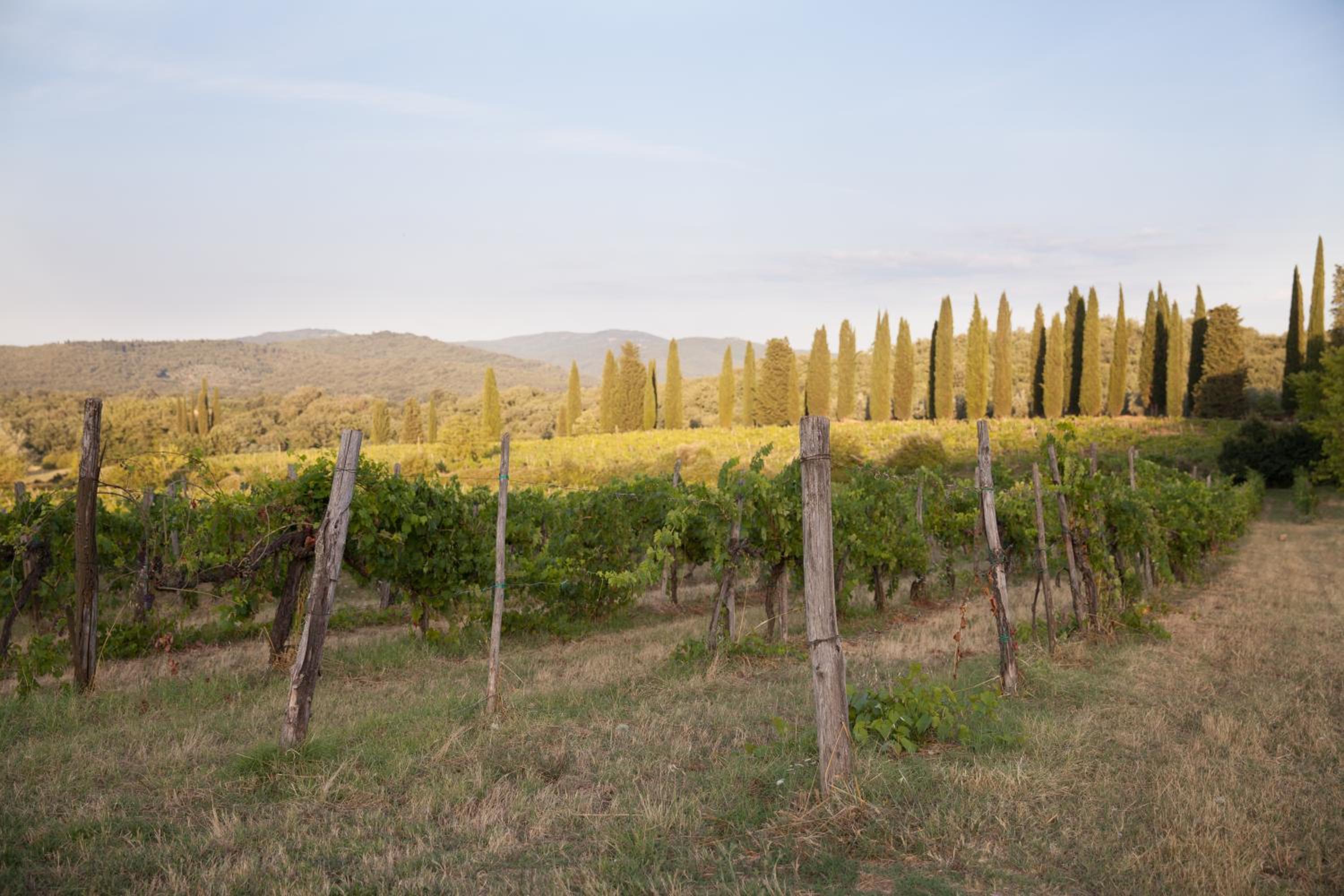 Tenuta Lupinari