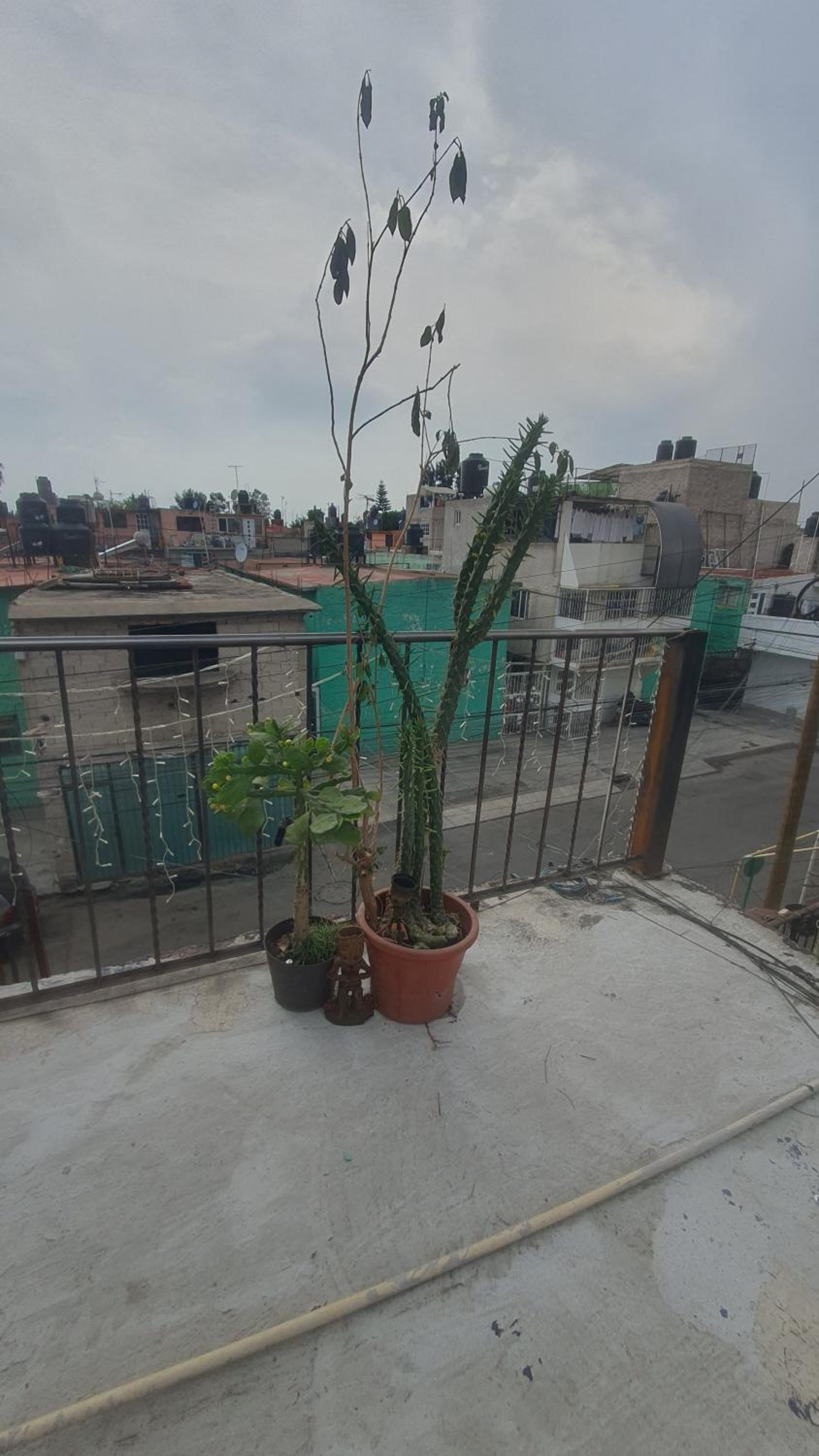 Casitas