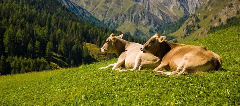 Ca da Viola, autentico chalet alpino con sauna privata per gruppi