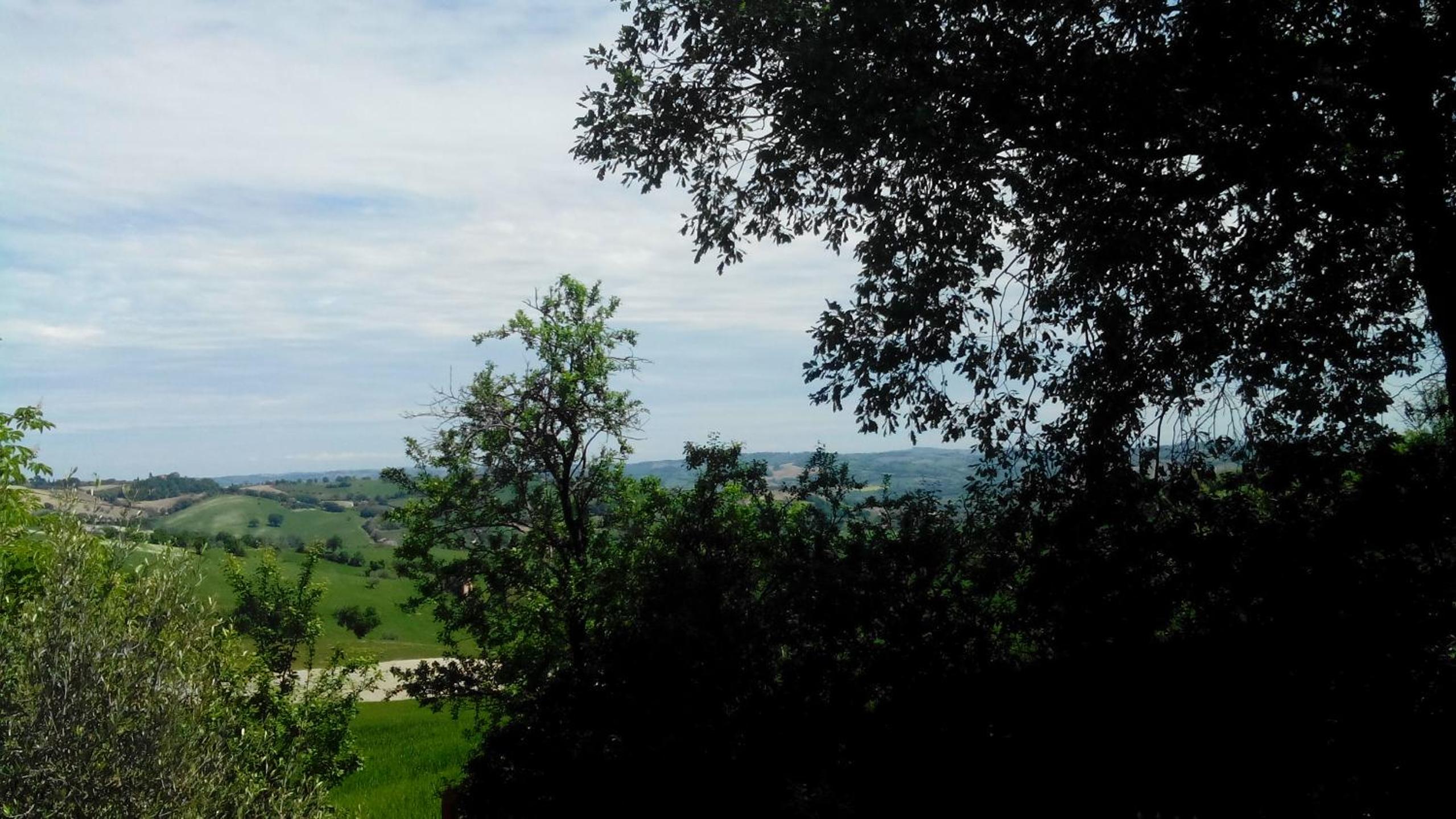 Oak Tree en Montefelcino