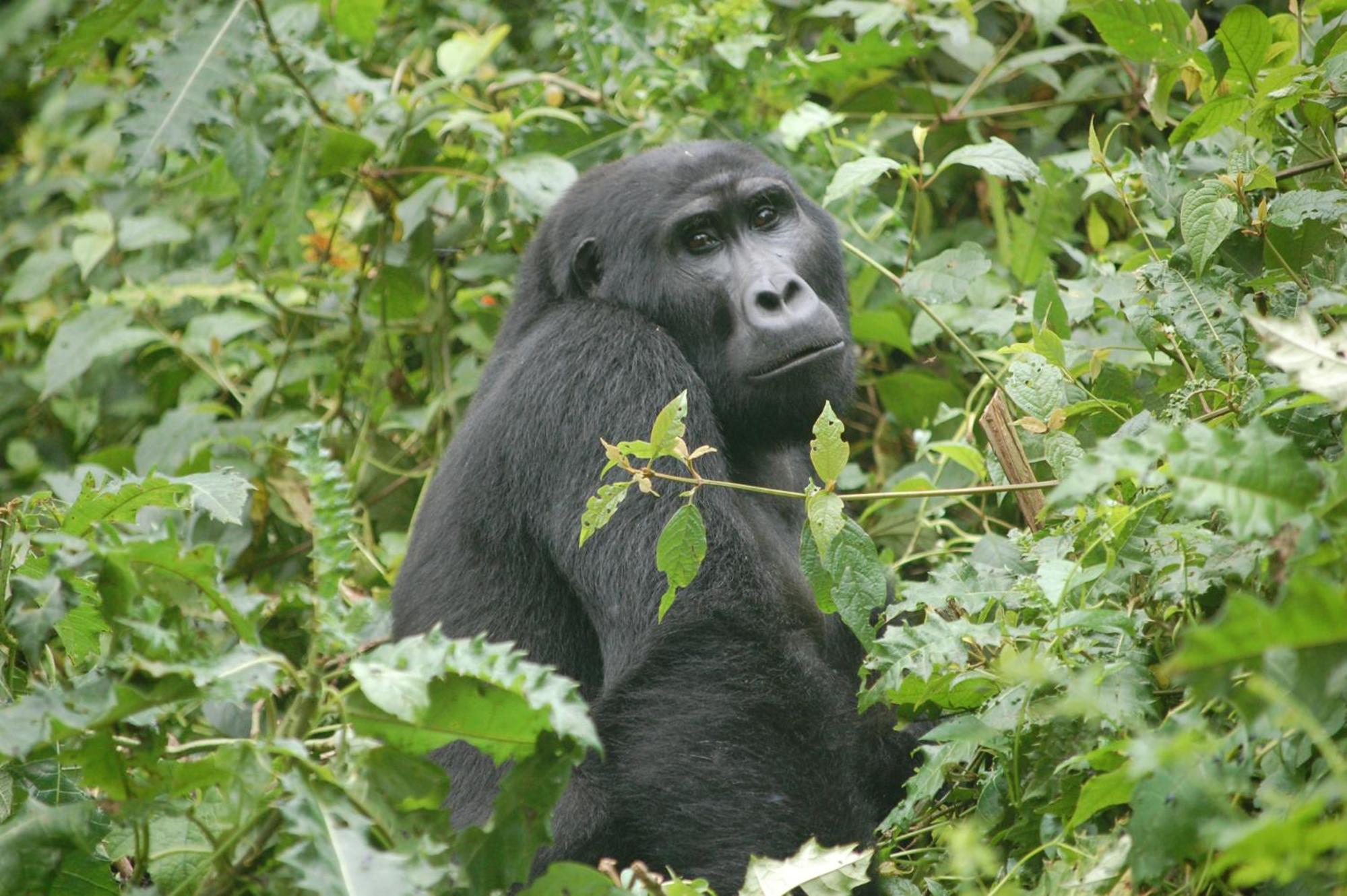 Trackers Safari Lodge Bwindi
