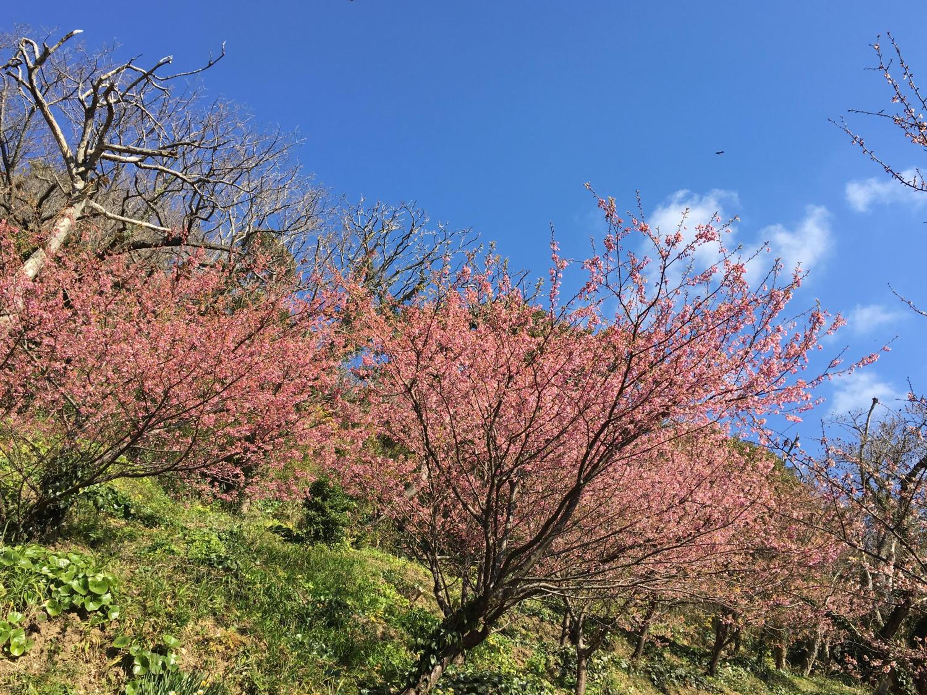 Dogashima Onsen Hotel