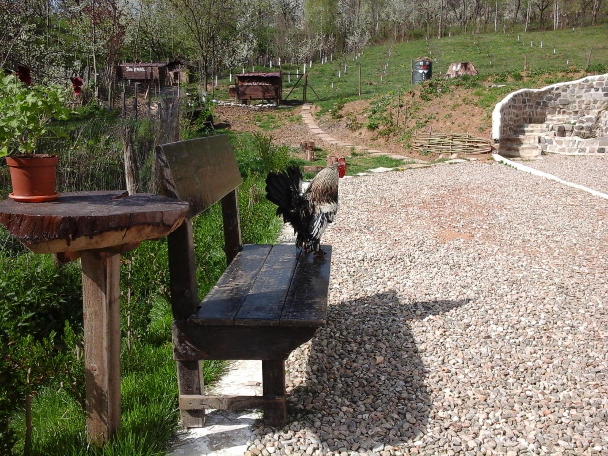 Photo 21