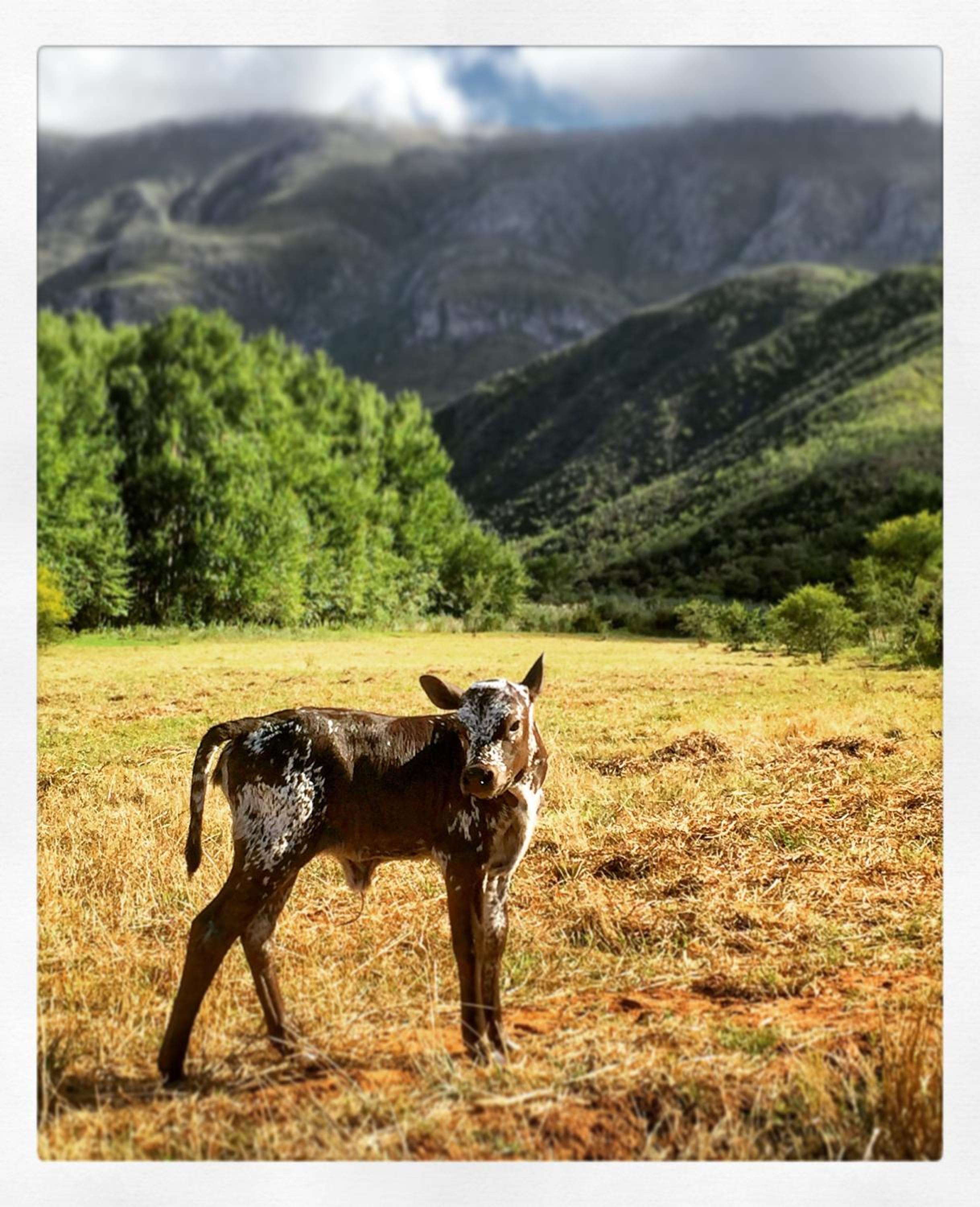 Pat Busch Mountain Reserve