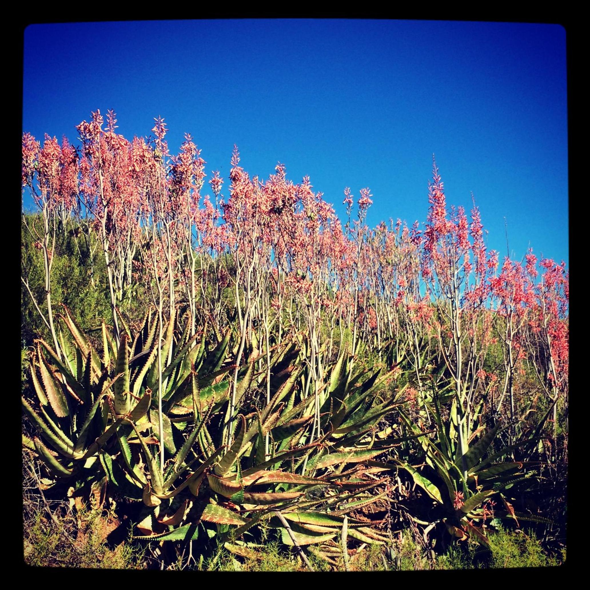 Pat Busch Mountain Reserve