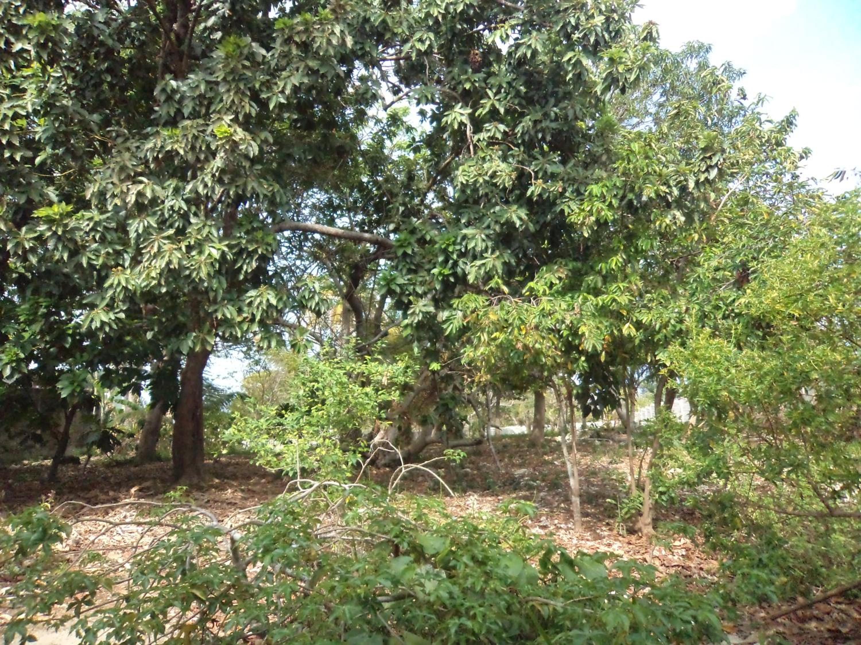 Photo 44