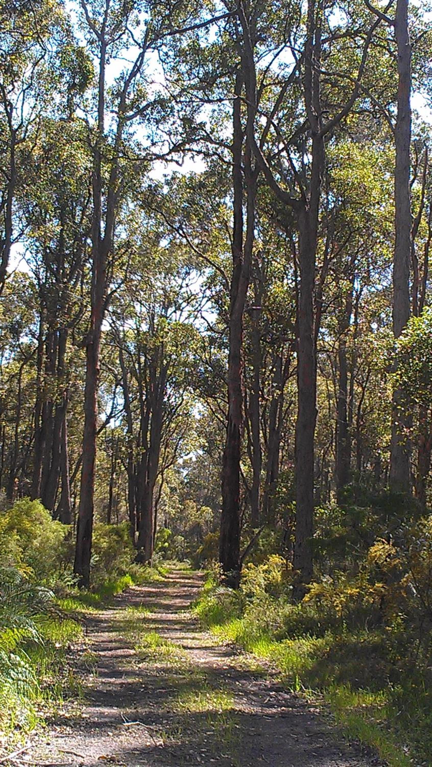 Redgate Forest Retreat