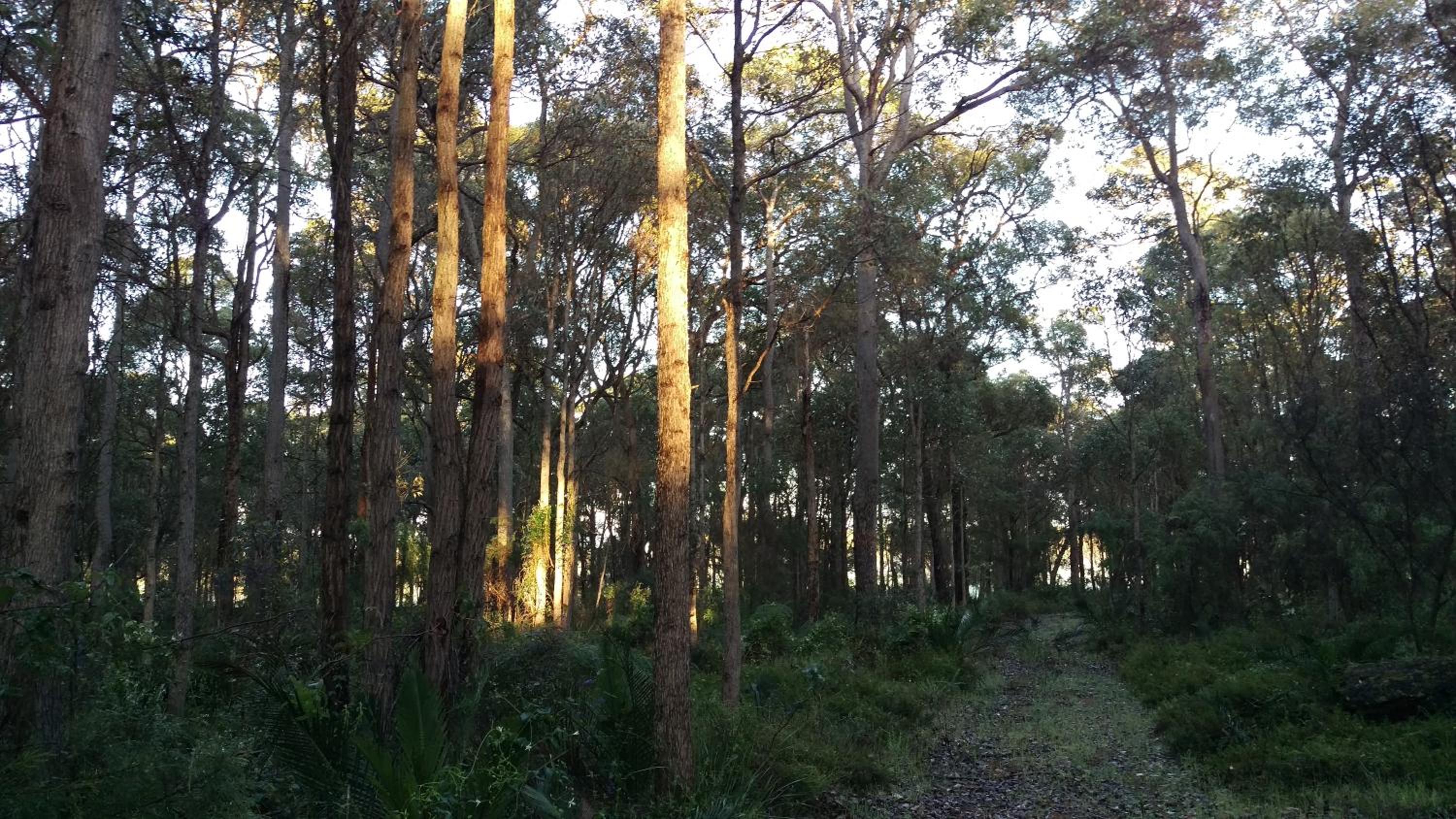 Redgate Forest Retreat