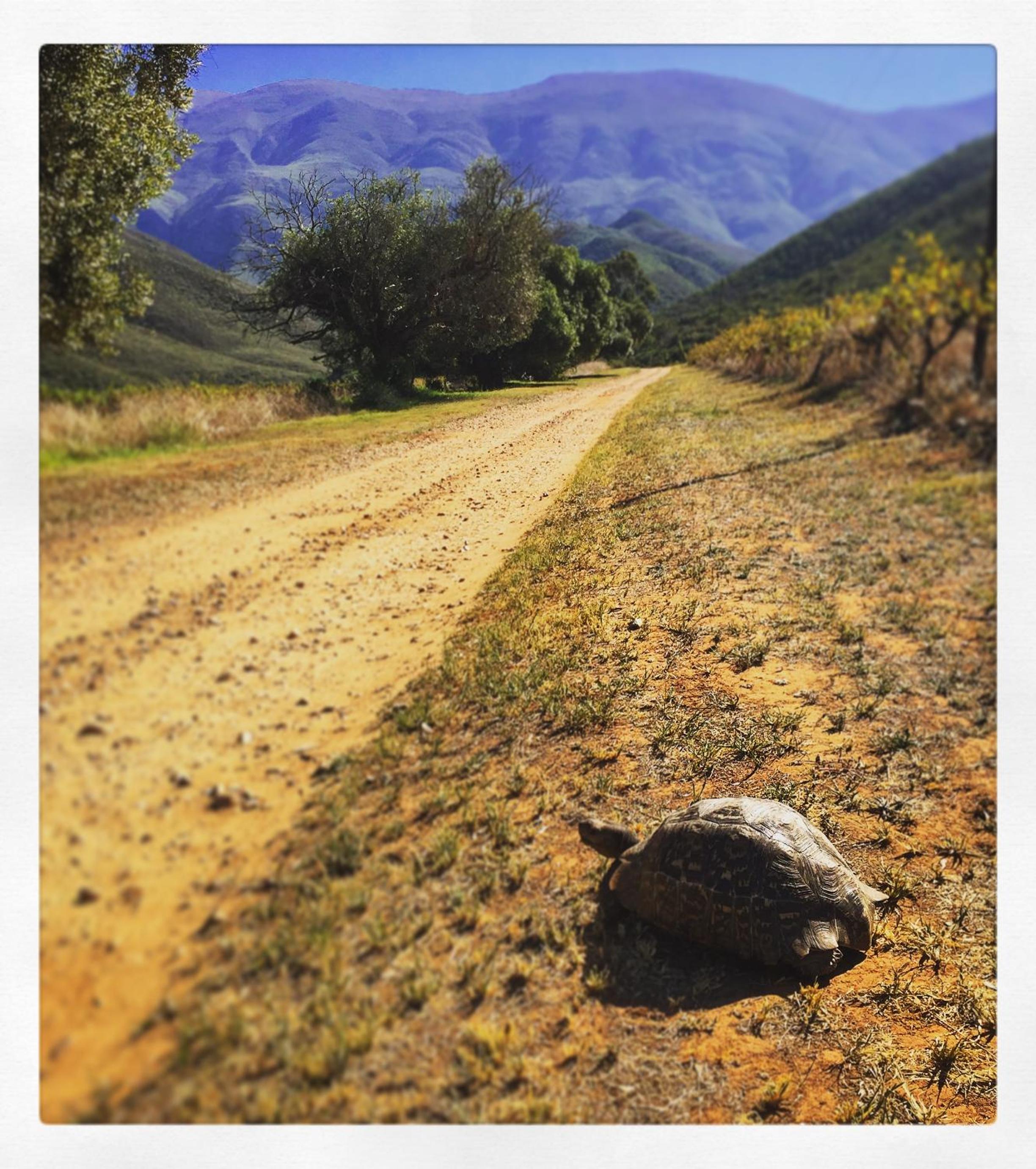 Pat Busch Mountain Reserve