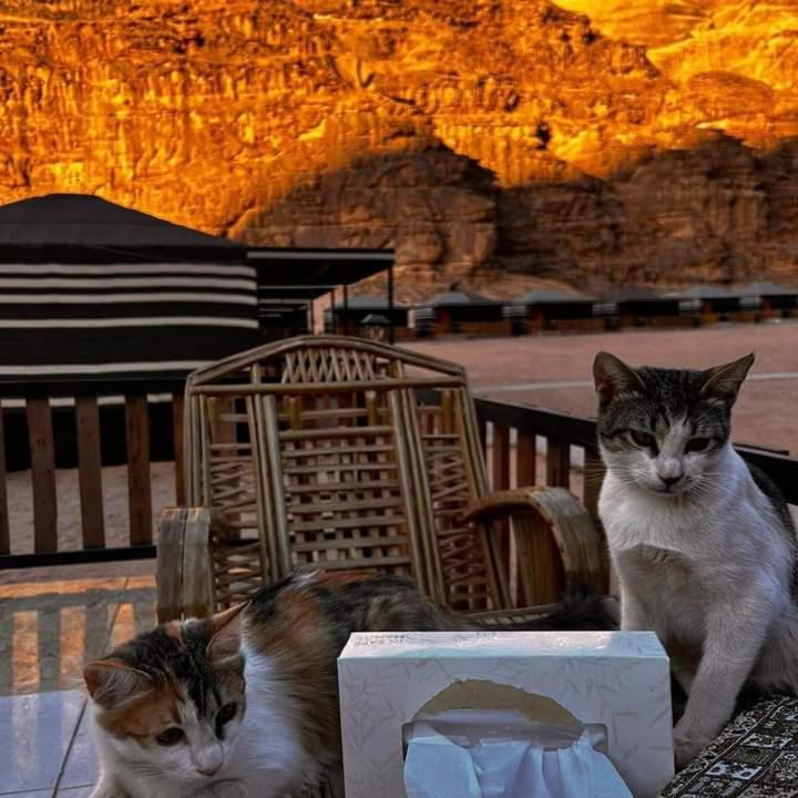 wadi Rum Mohammed