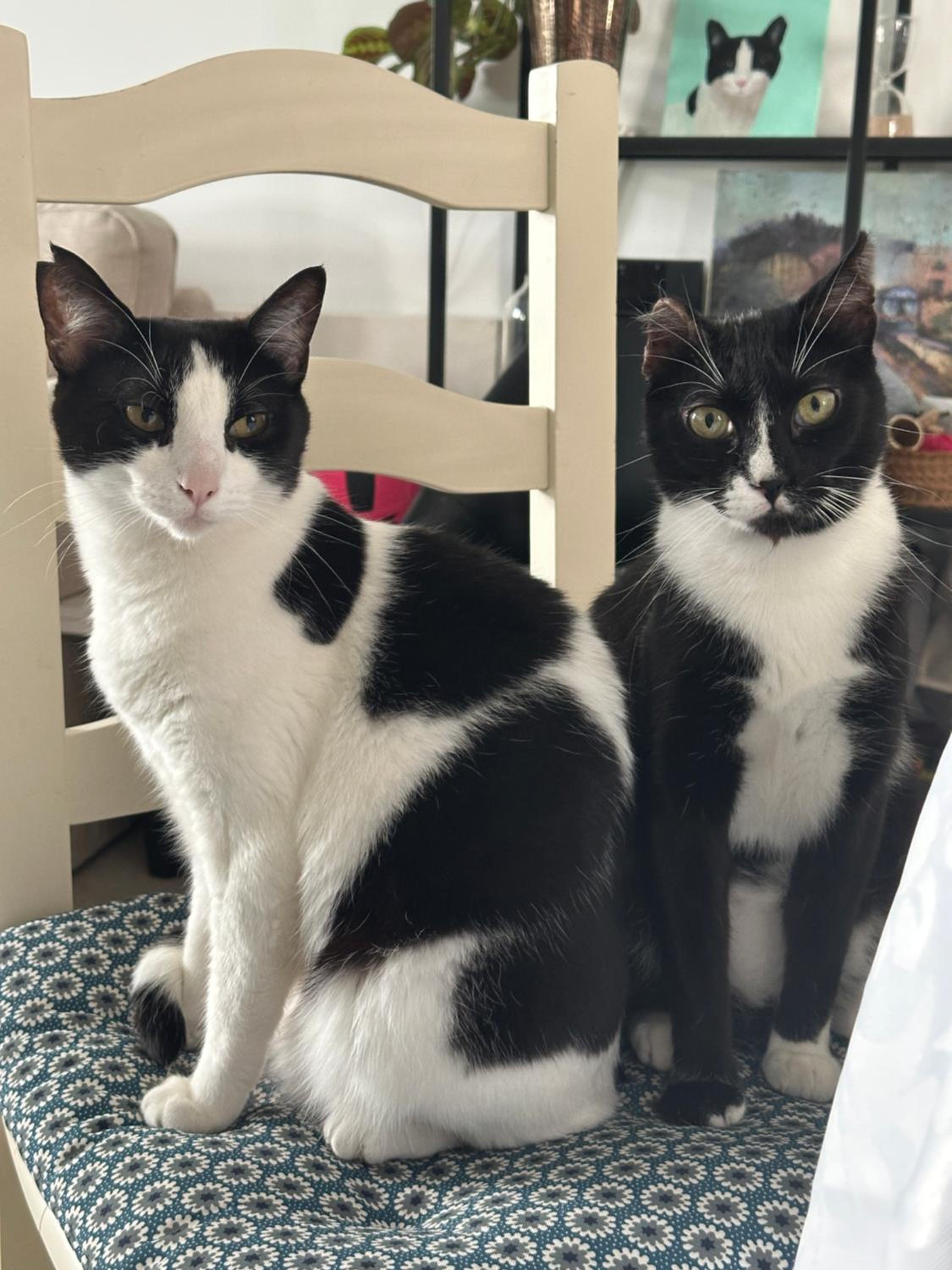 Peaceful Little Bedroom - Shared home with 3 cats