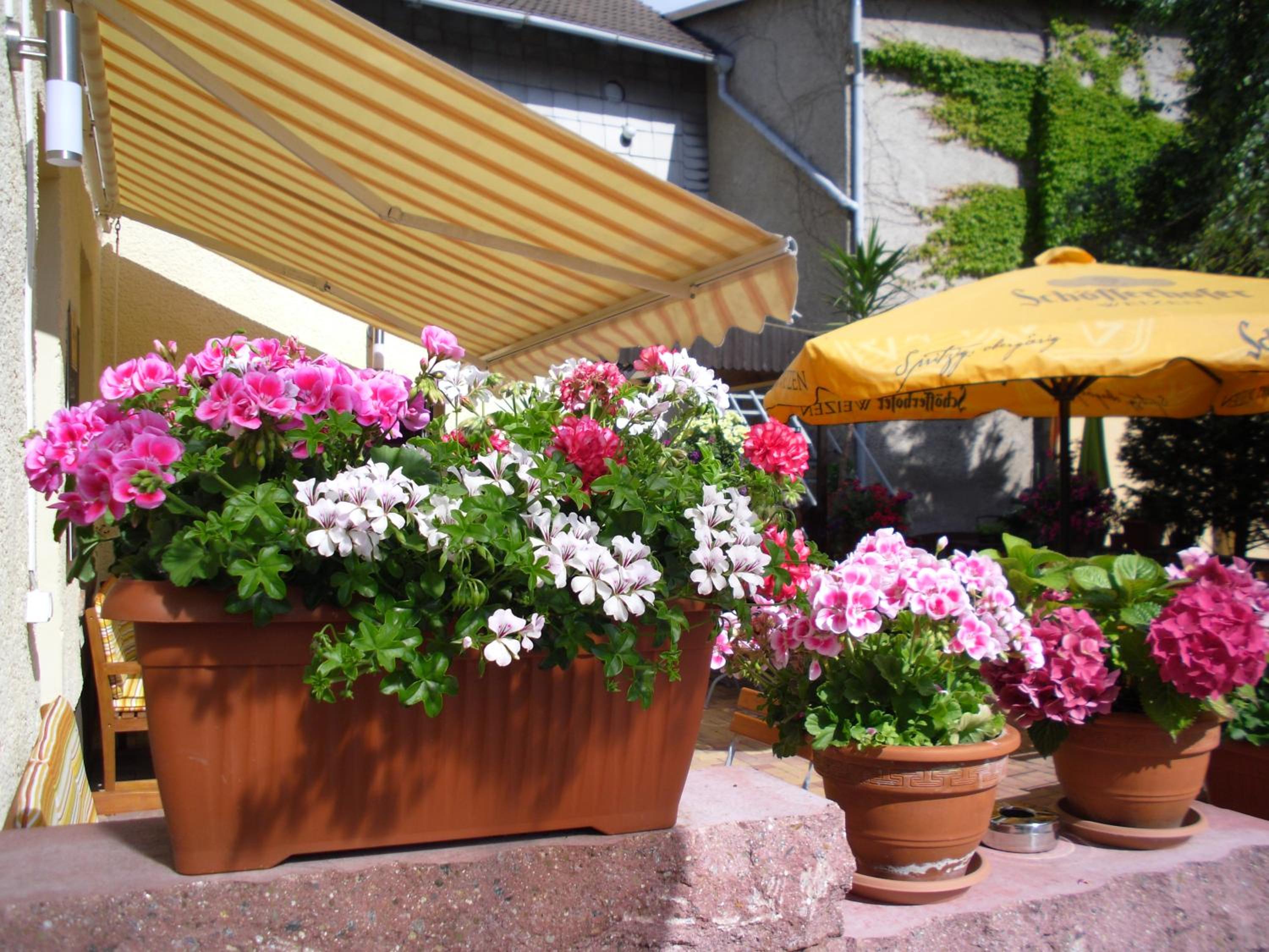 Gasthaus Forelle