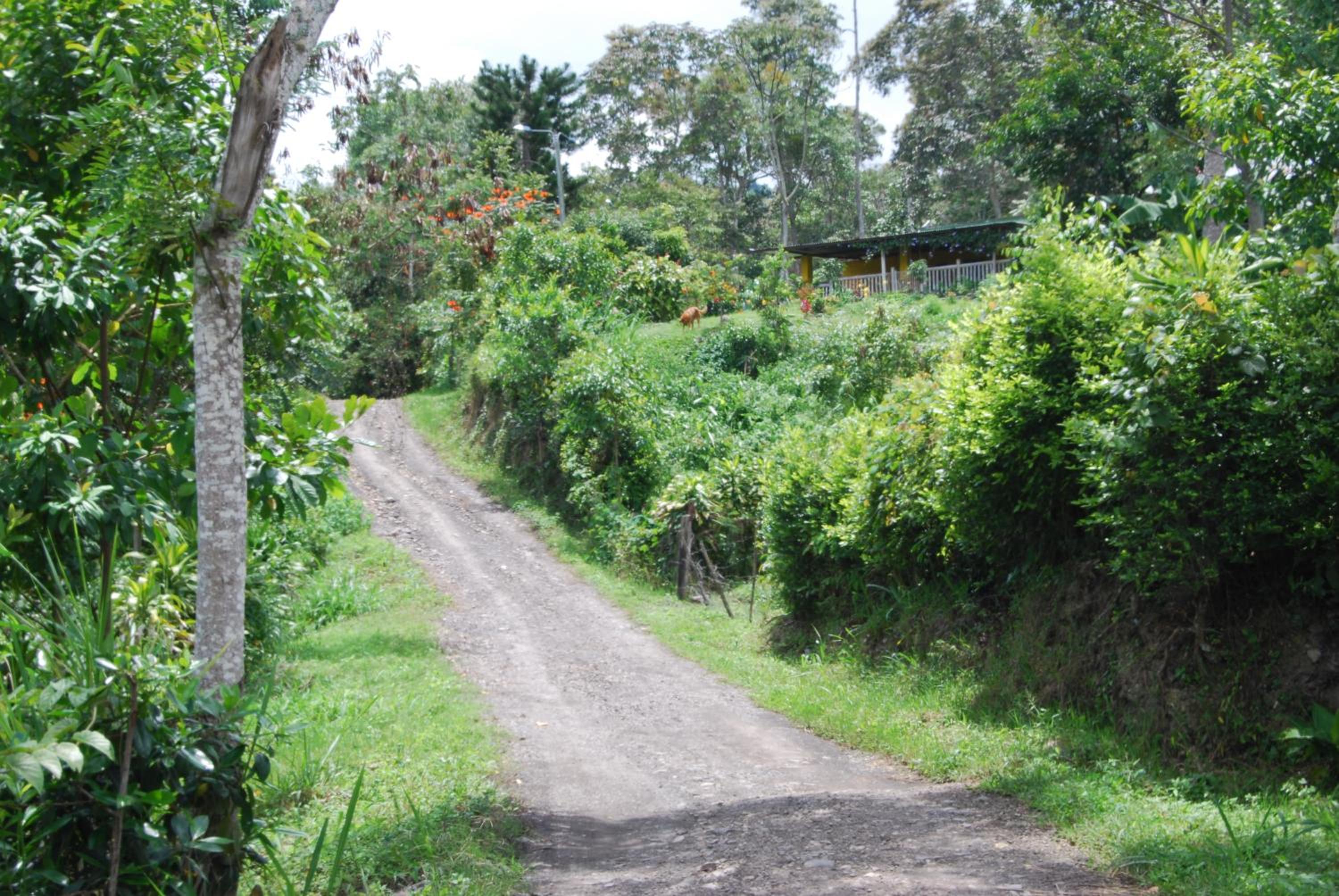 Las Mercedes Finca Cafetera