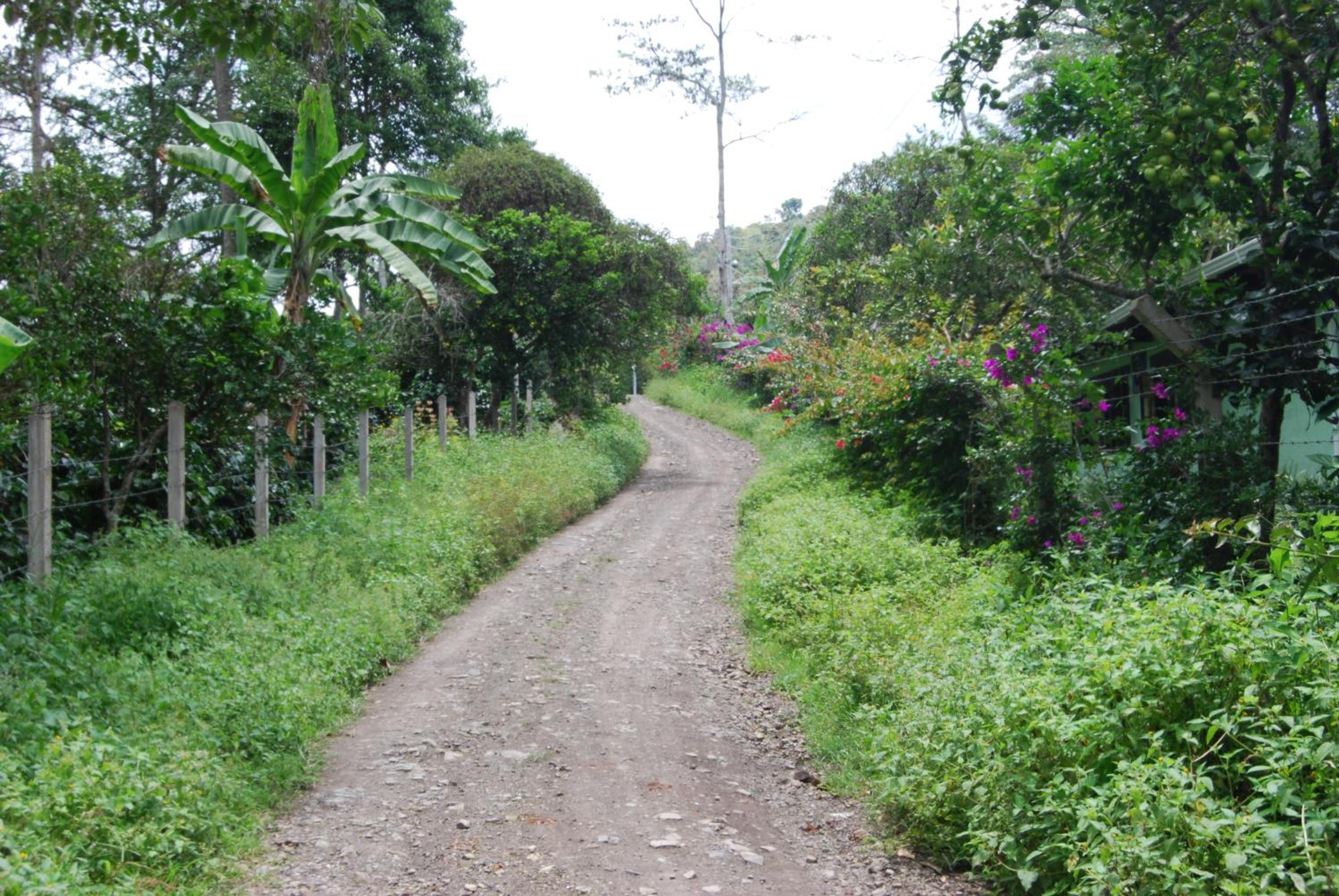 Las Mercedes Finca Cafetera
