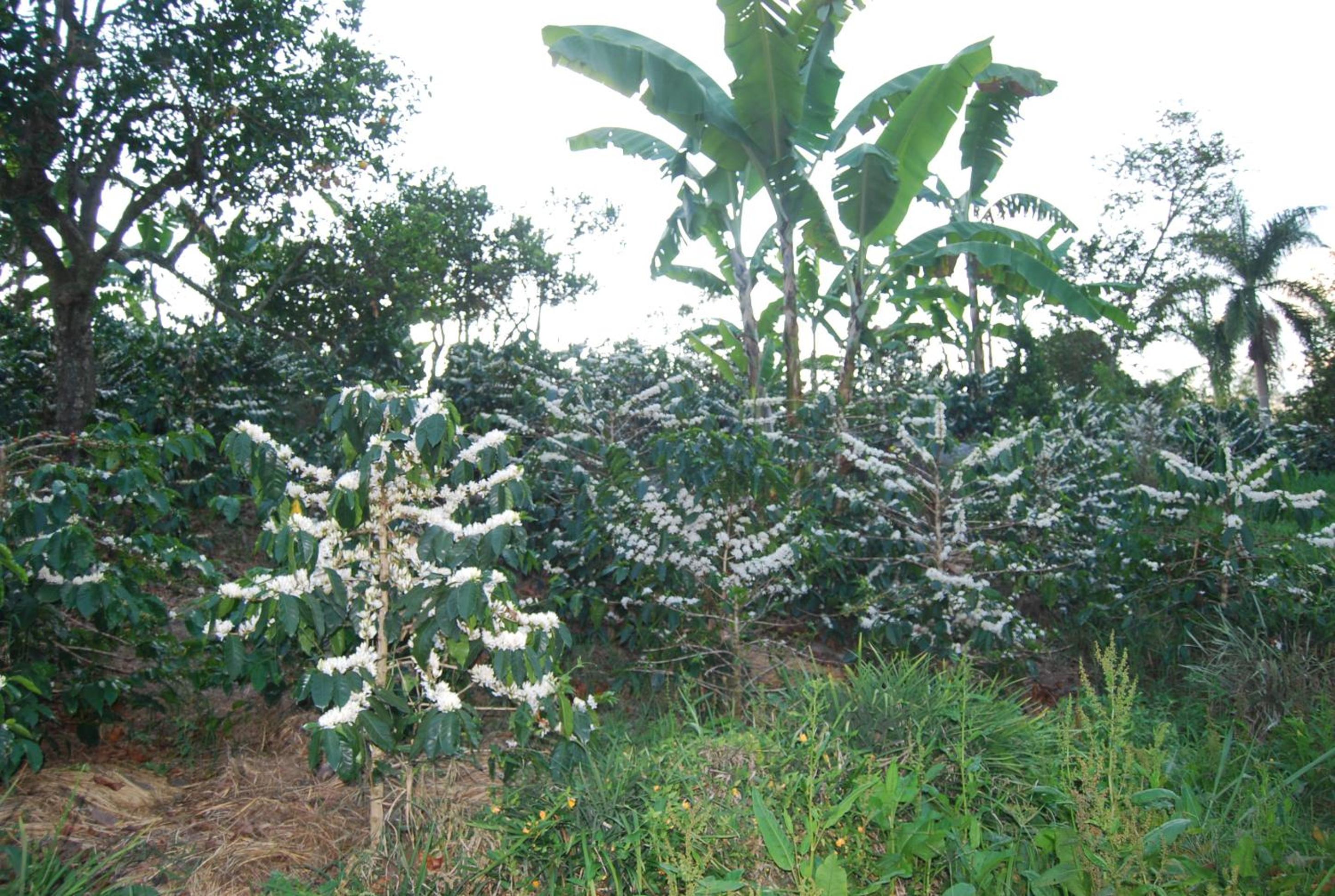 Las Mercedes Finca Cafetera