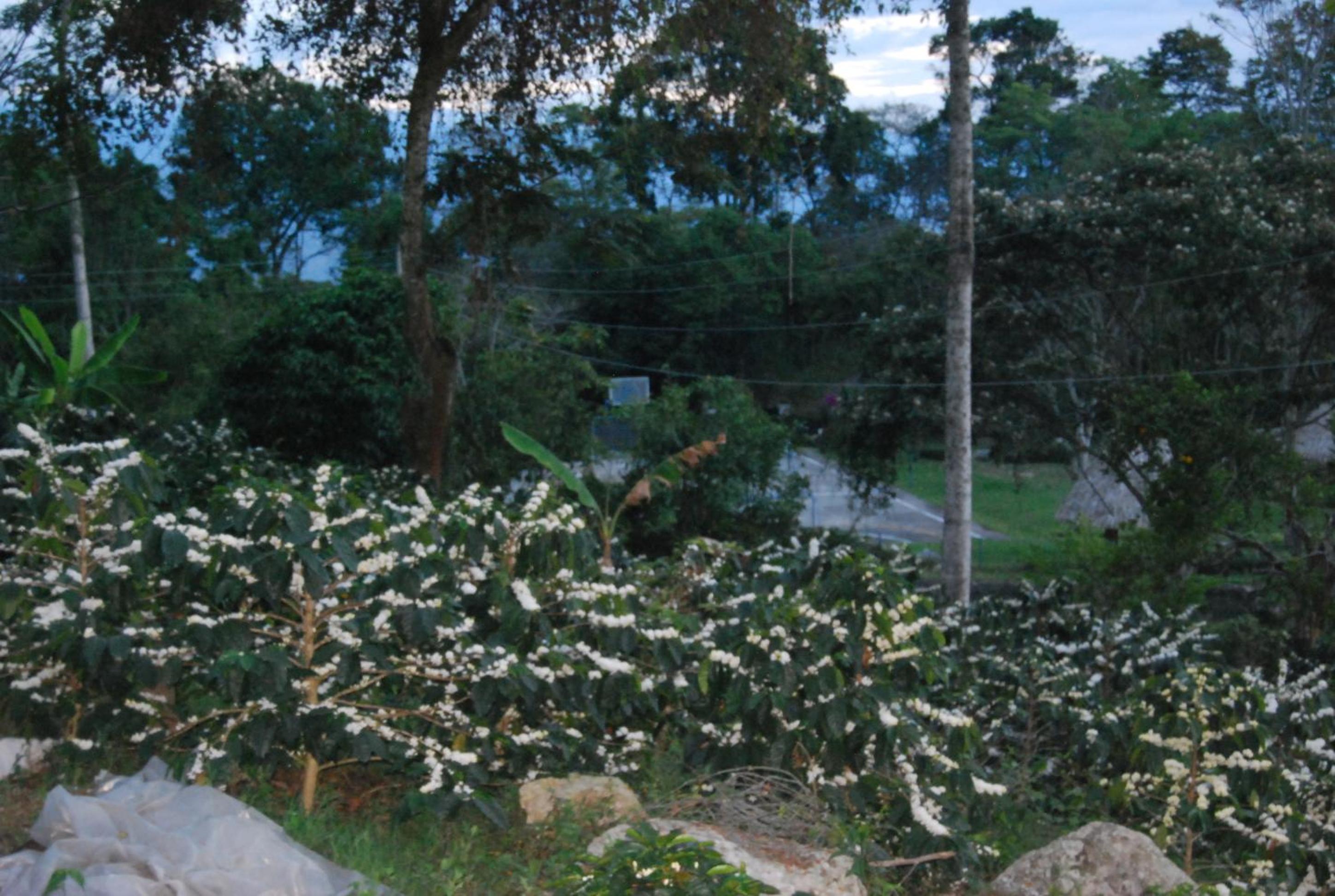 Las Mercedes Finca Cafetera