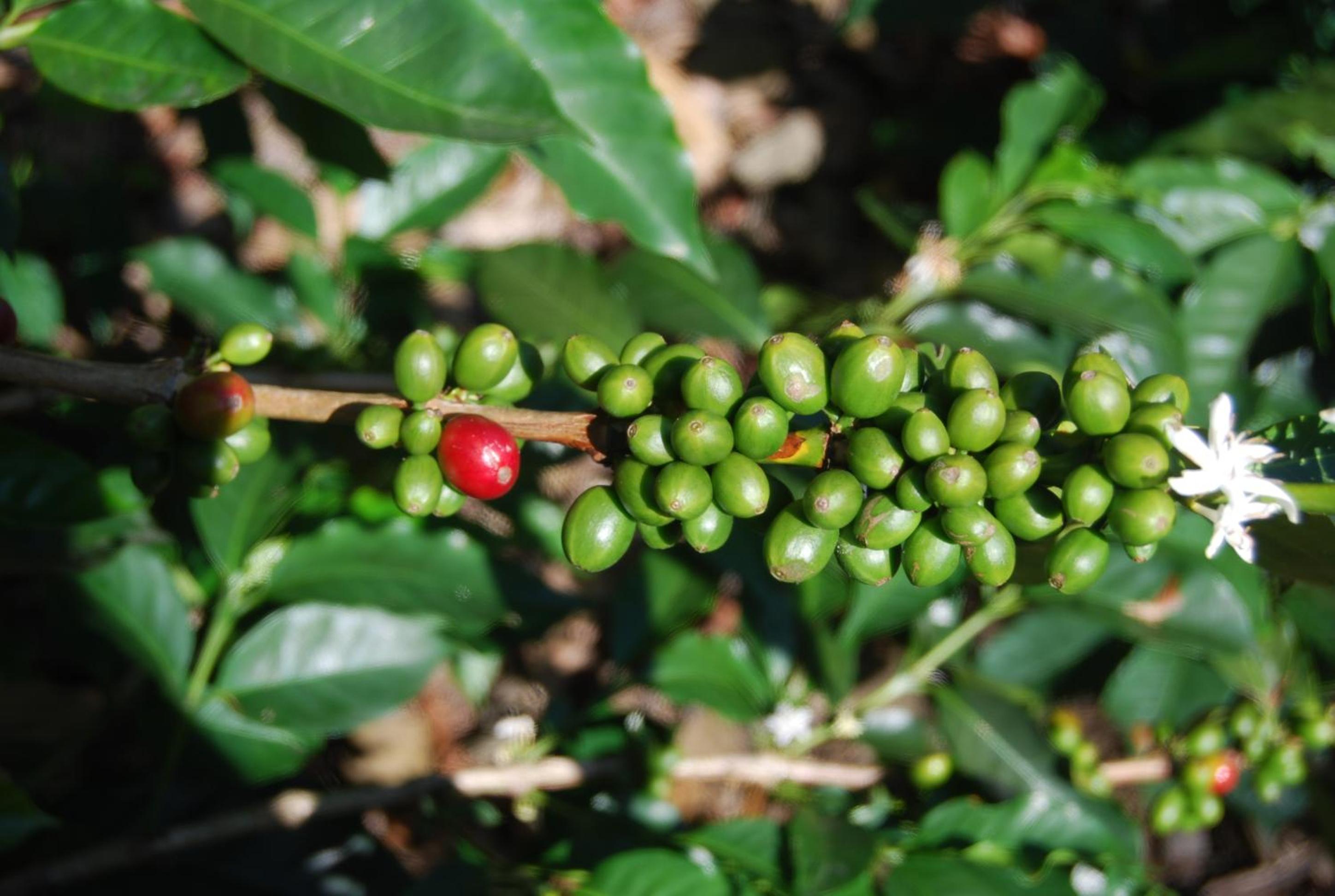Las Mercedes Finca Cafetera