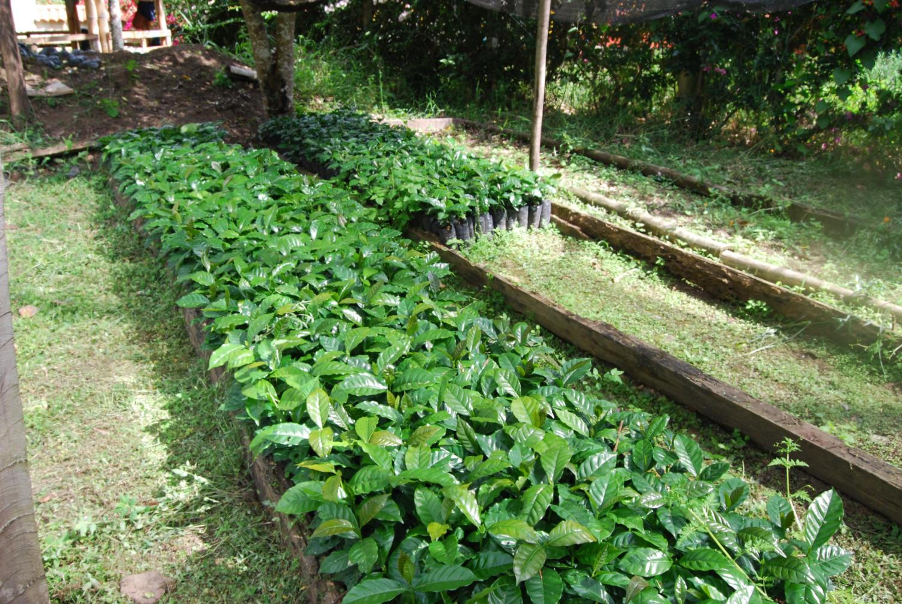 Las Mercedes Finca Cafetera