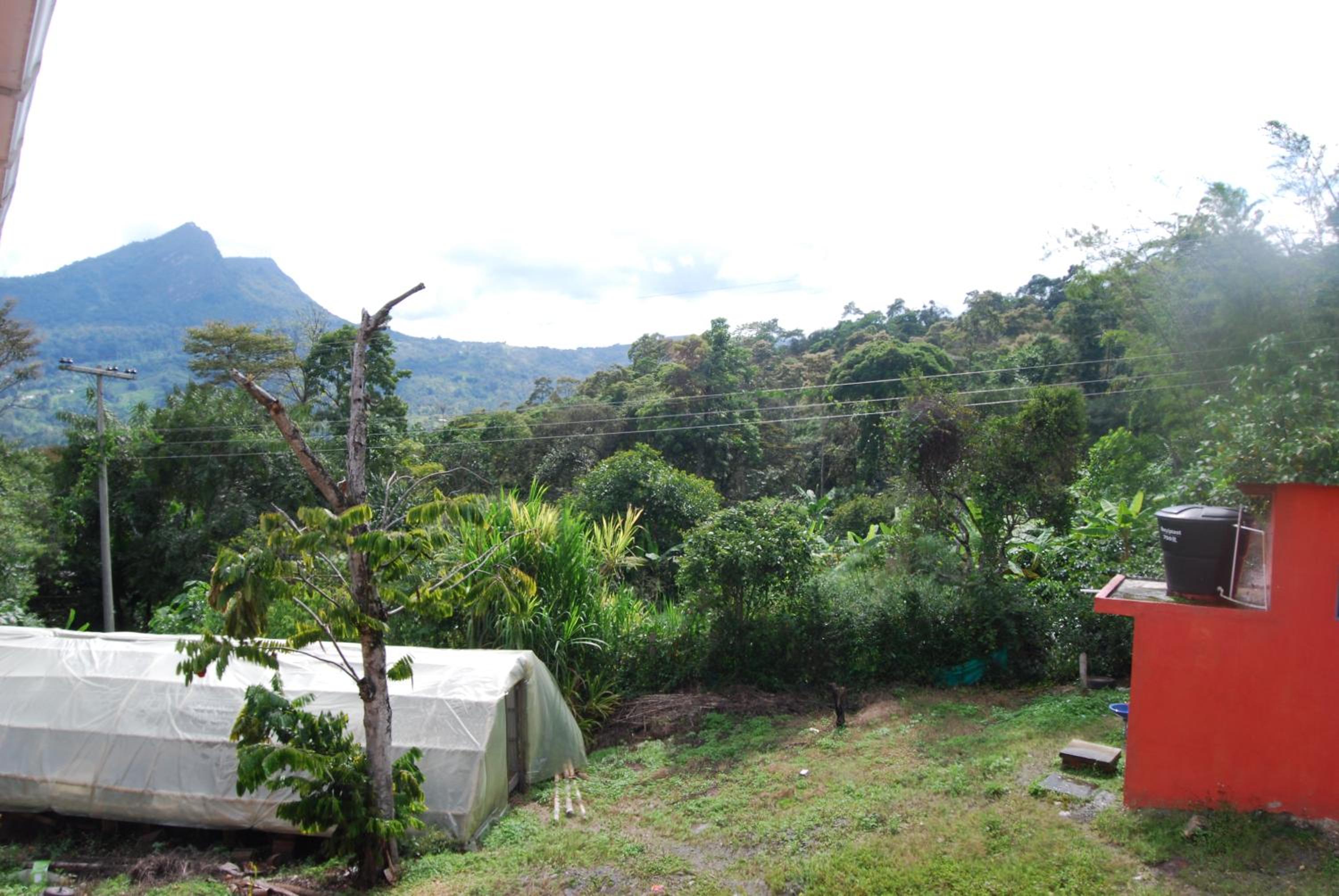 Las Mercedes Finca Cafetera