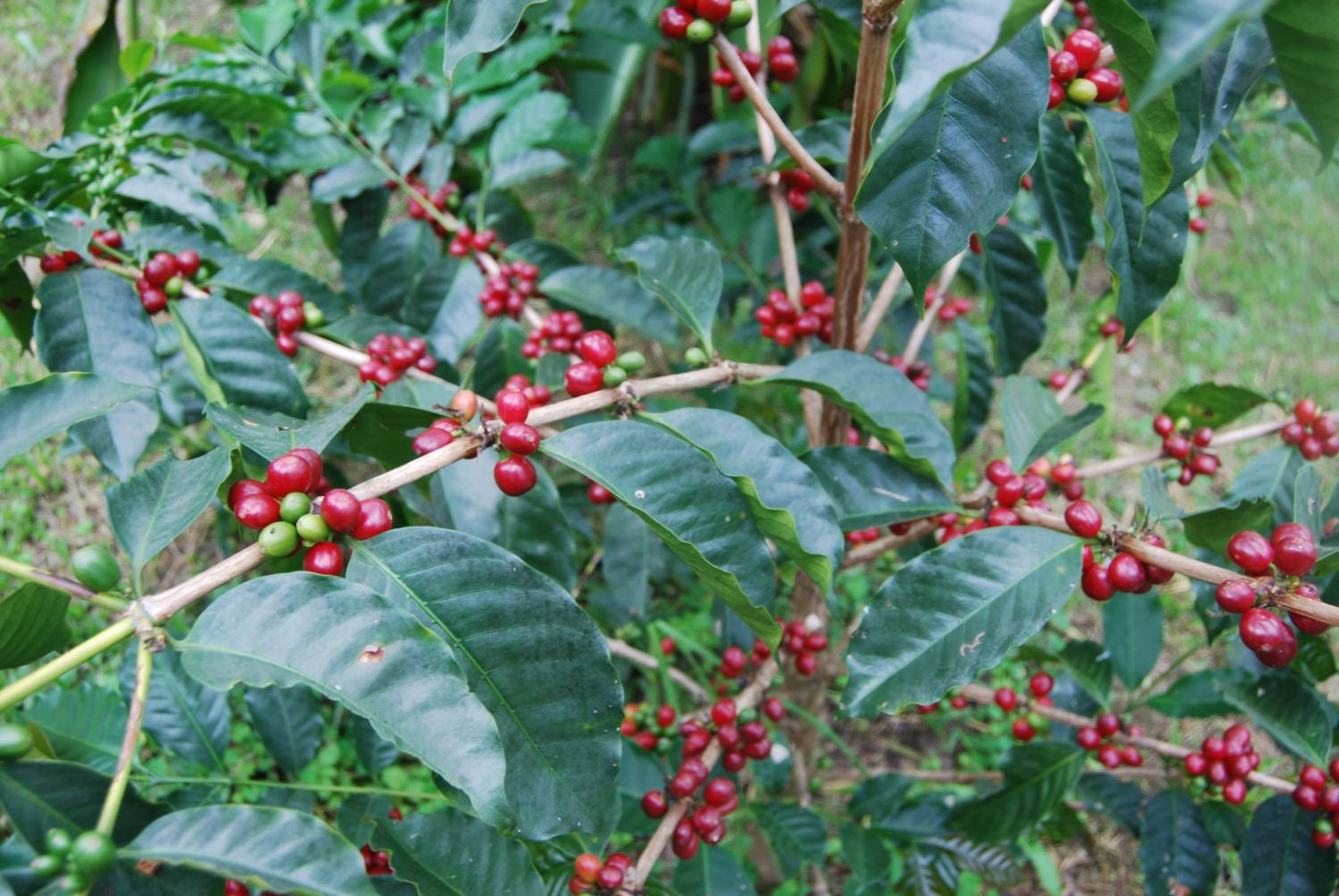 Las Mercedes Finca Cafetera