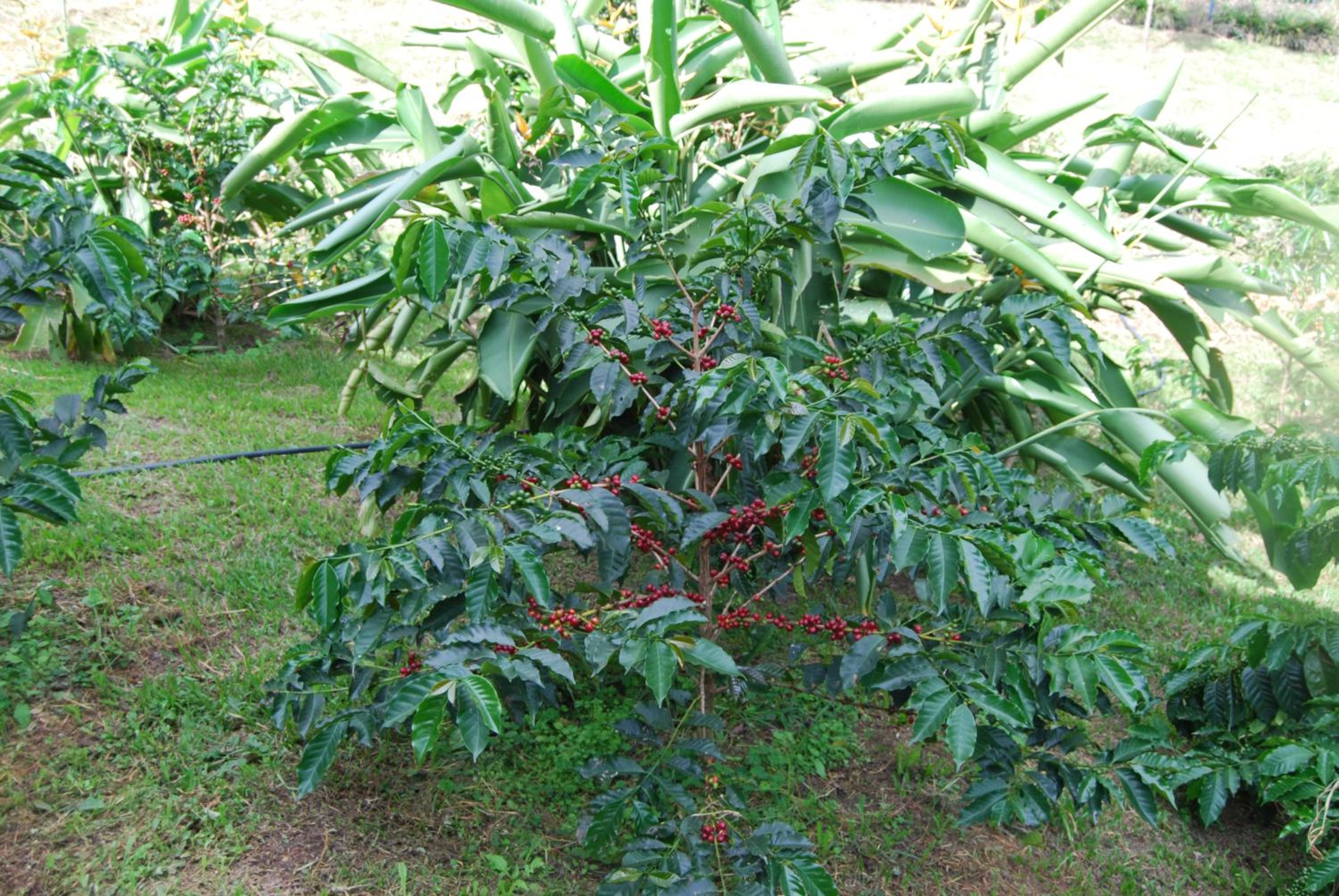 Las Mercedes Finca Cafetera