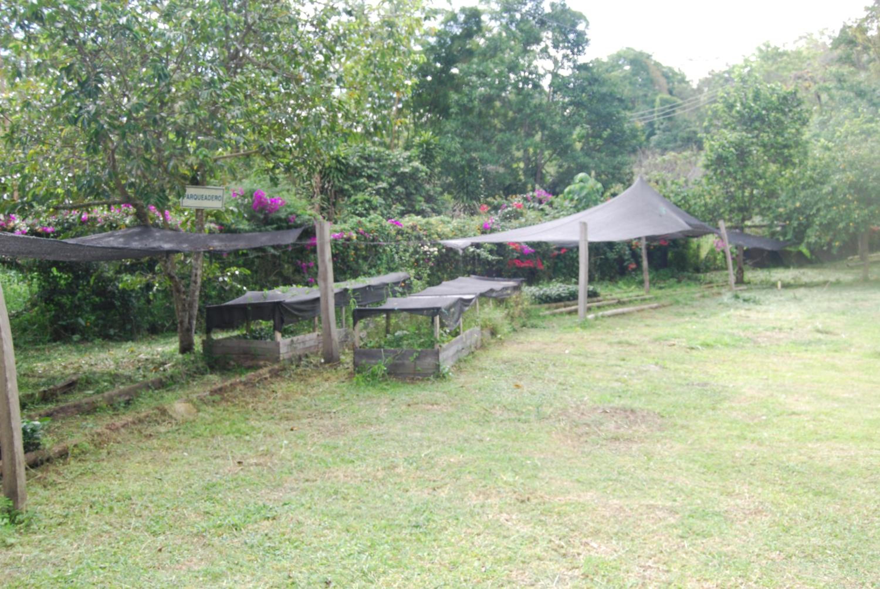 Las Mercedes Finca Cafetera