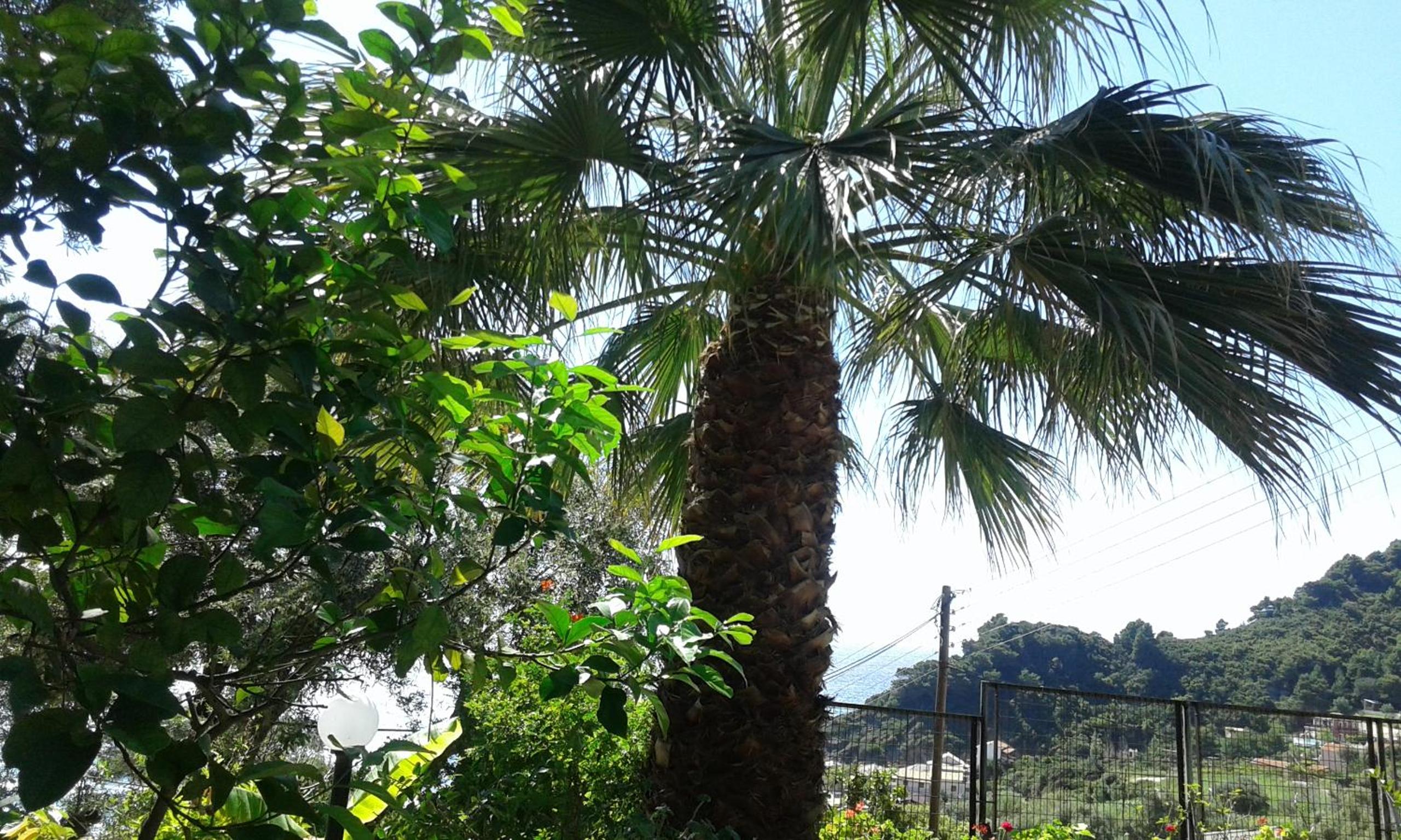 Akis Apartments Kontogialos-Pelekas