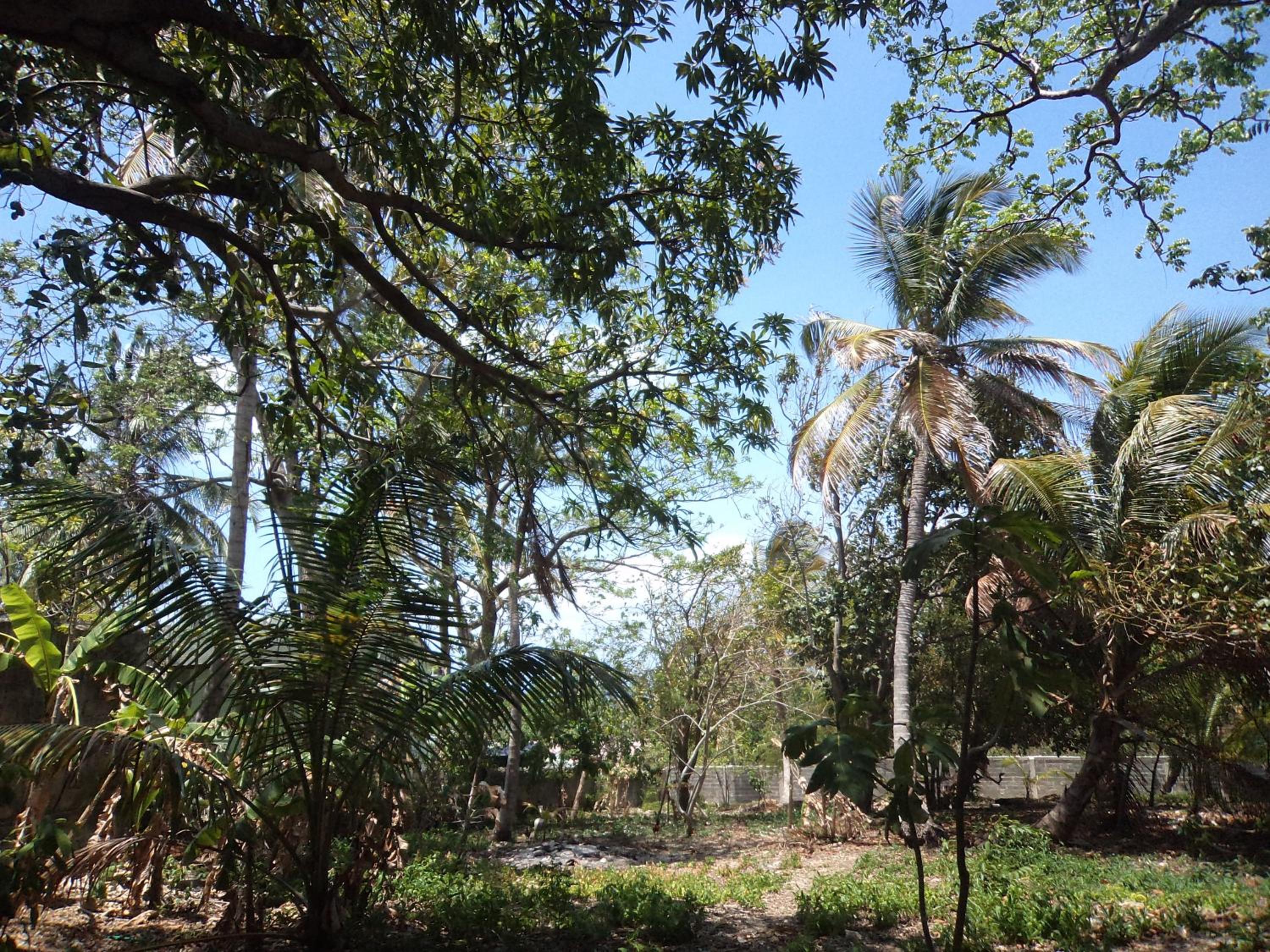 Photo 41