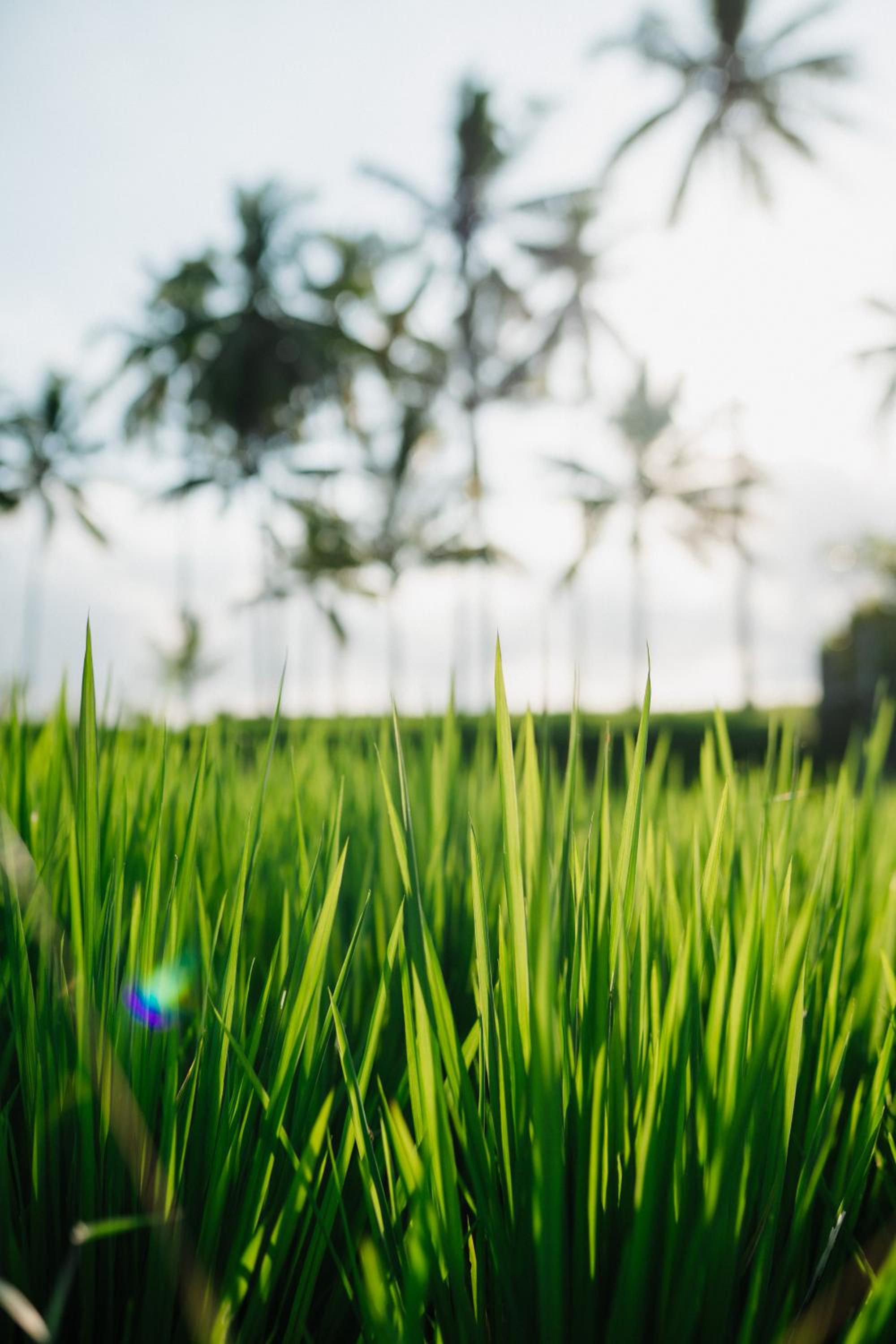 Kubu Cinta Ubud