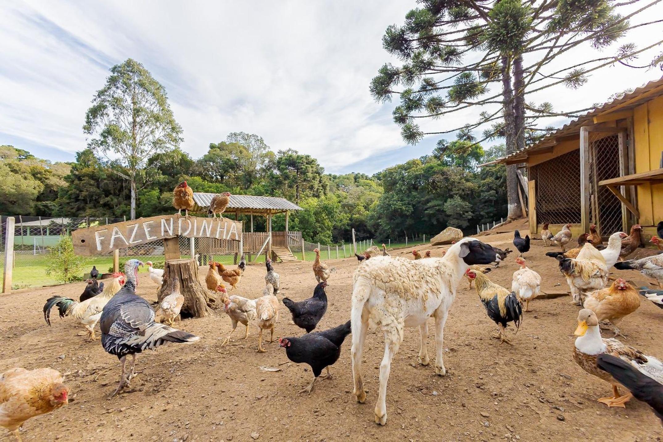 Chácara Santa Rita - Campo Magro | Gonzaga Stays