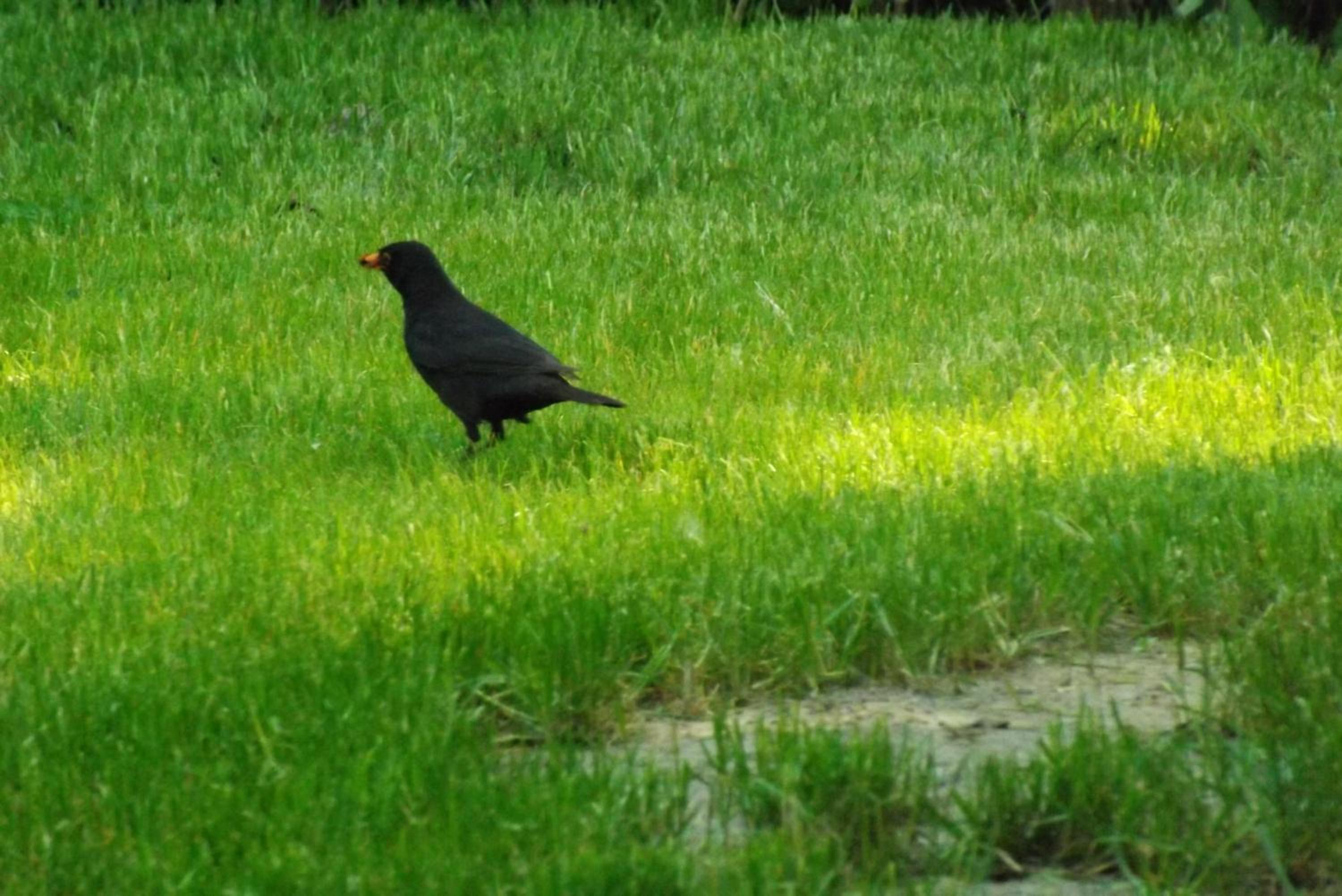 Photo 46
