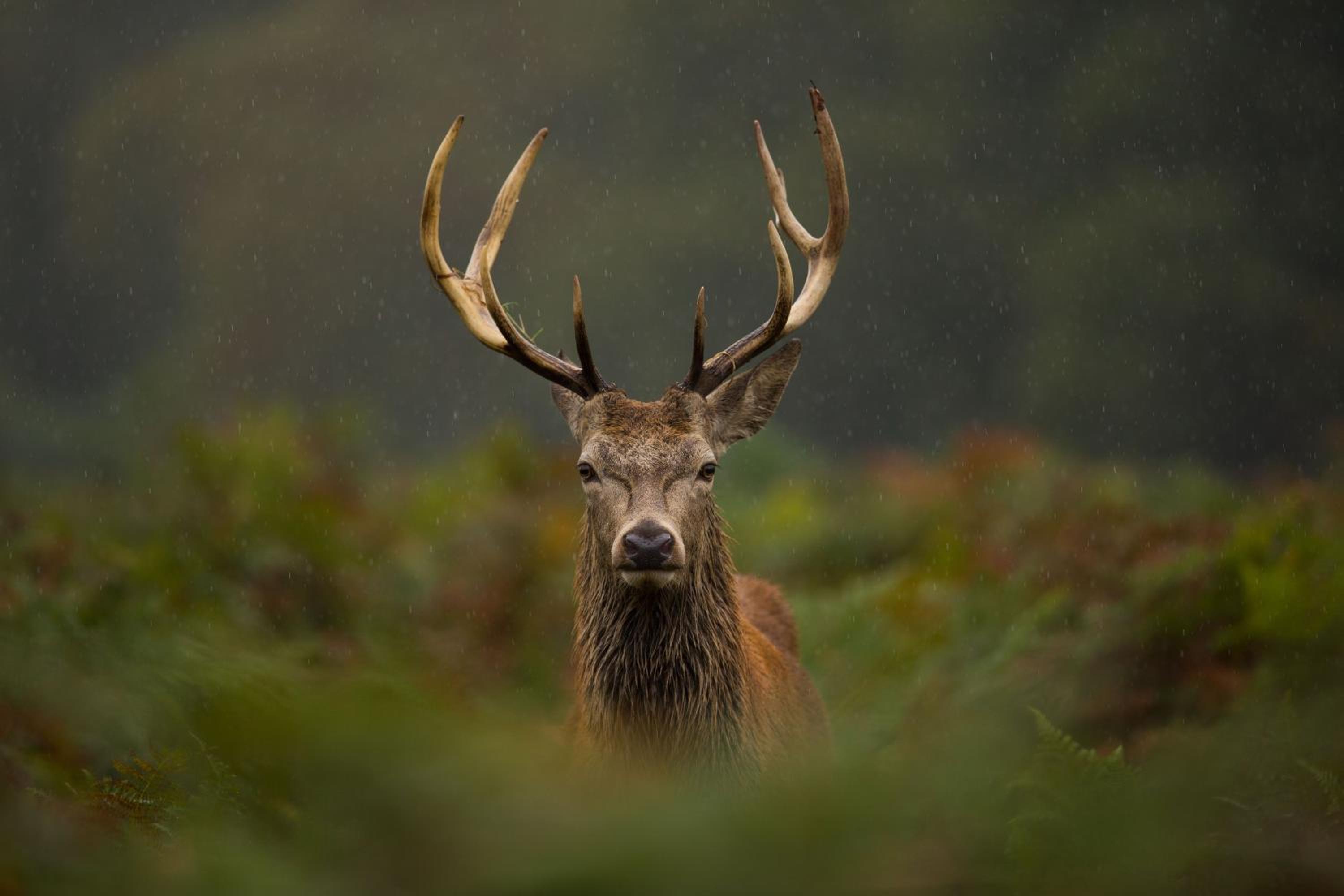 Glenapp Castle 18