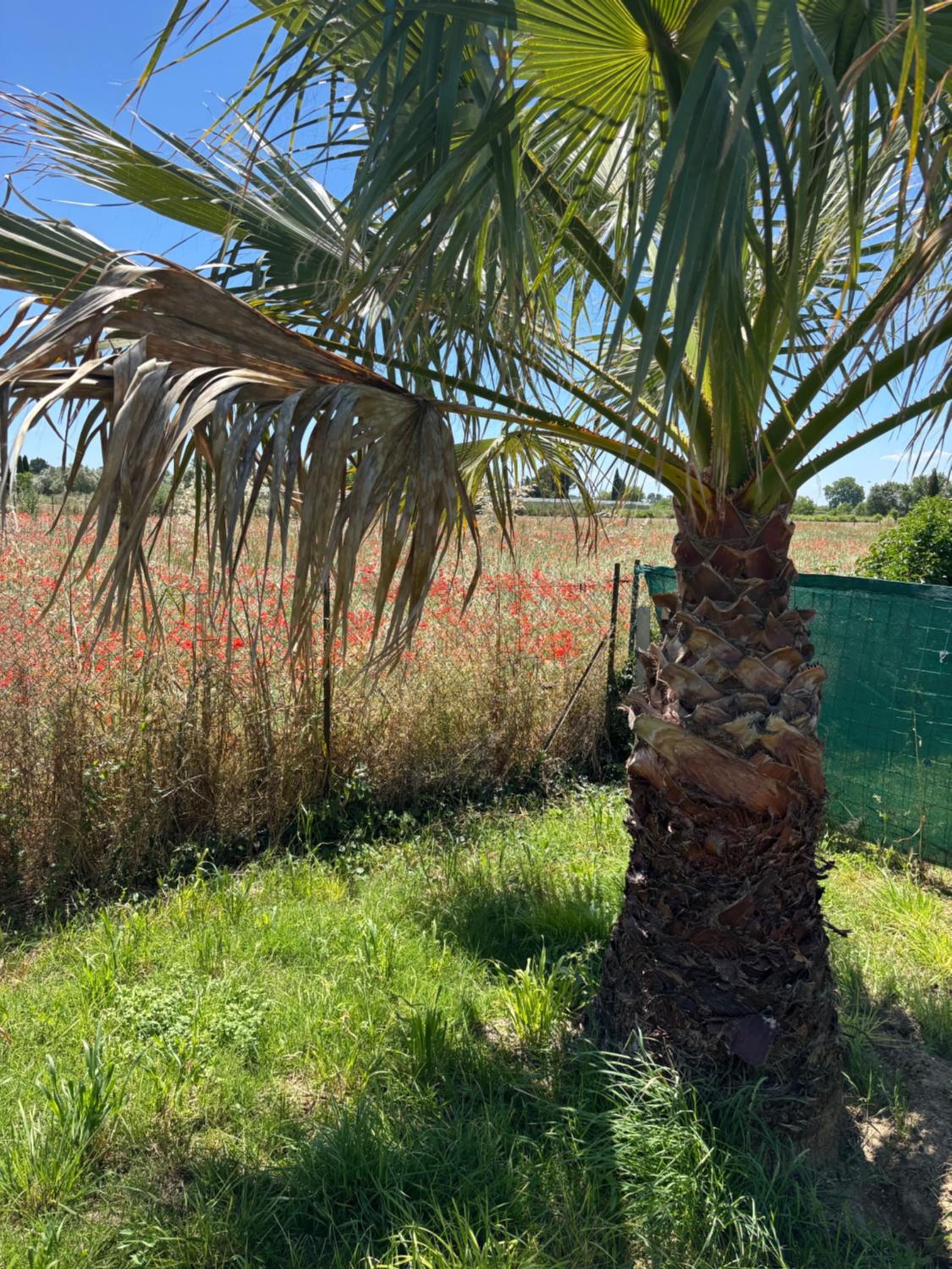 Maison de vacances en Camargue, photo 16