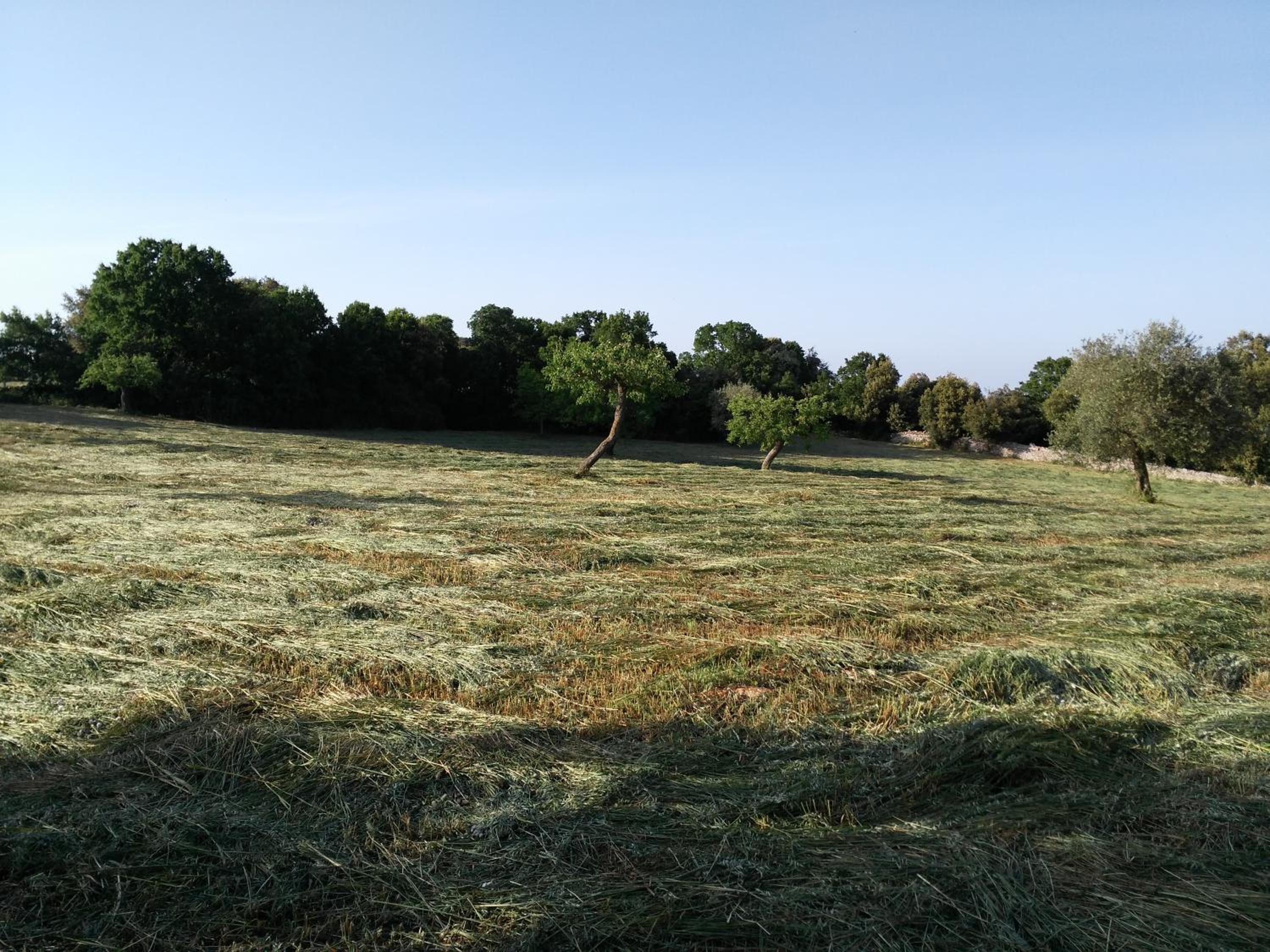 La Suite nel Bosco