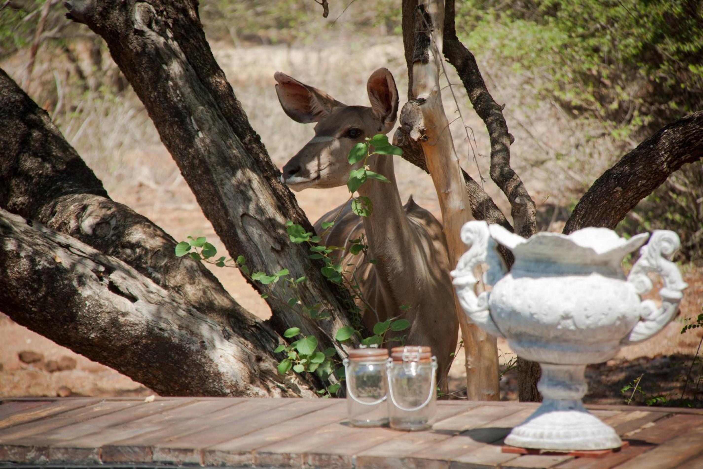 Mvuradona Safari Lodge