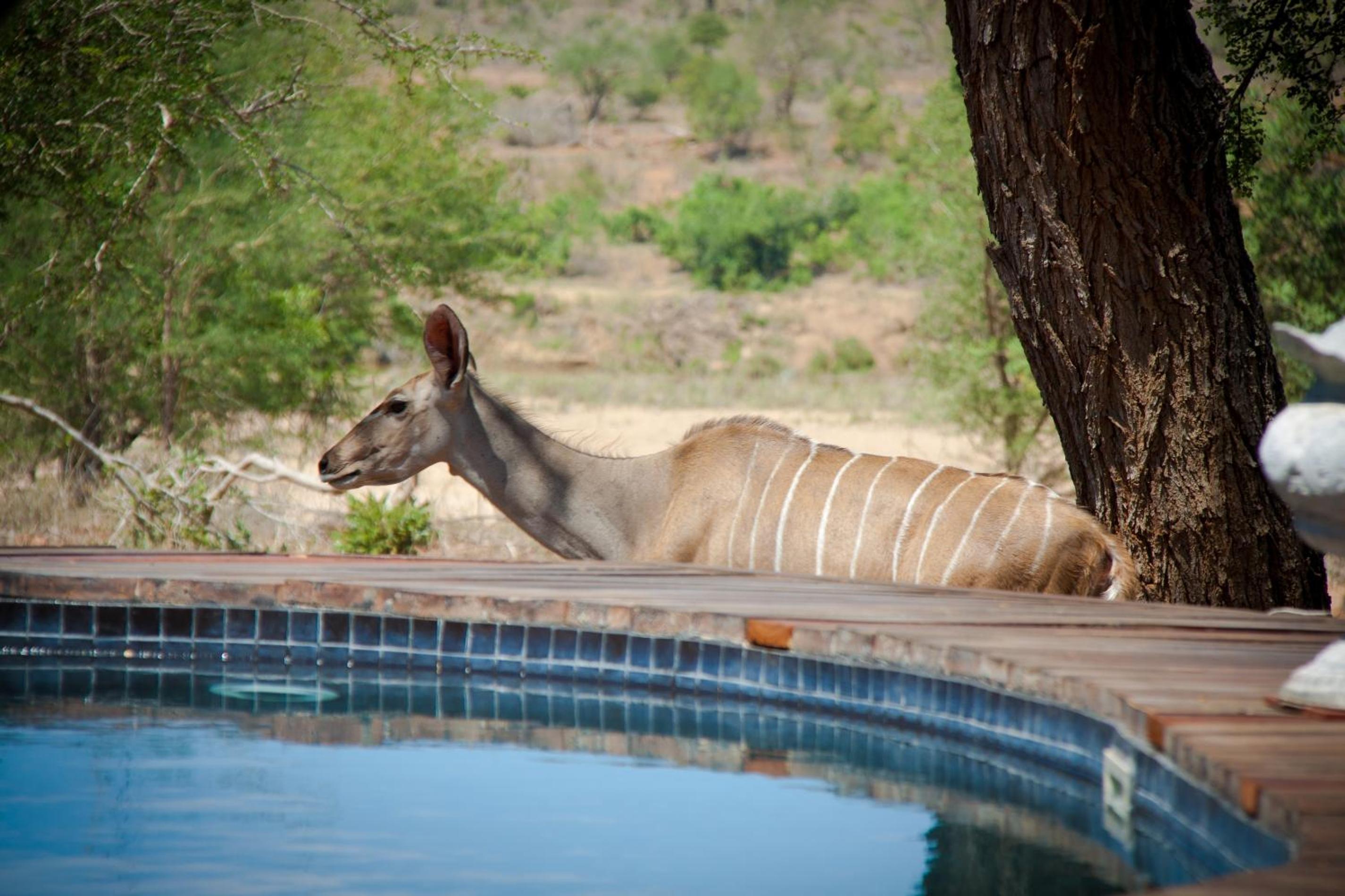 Mvuradona Safari Lodge