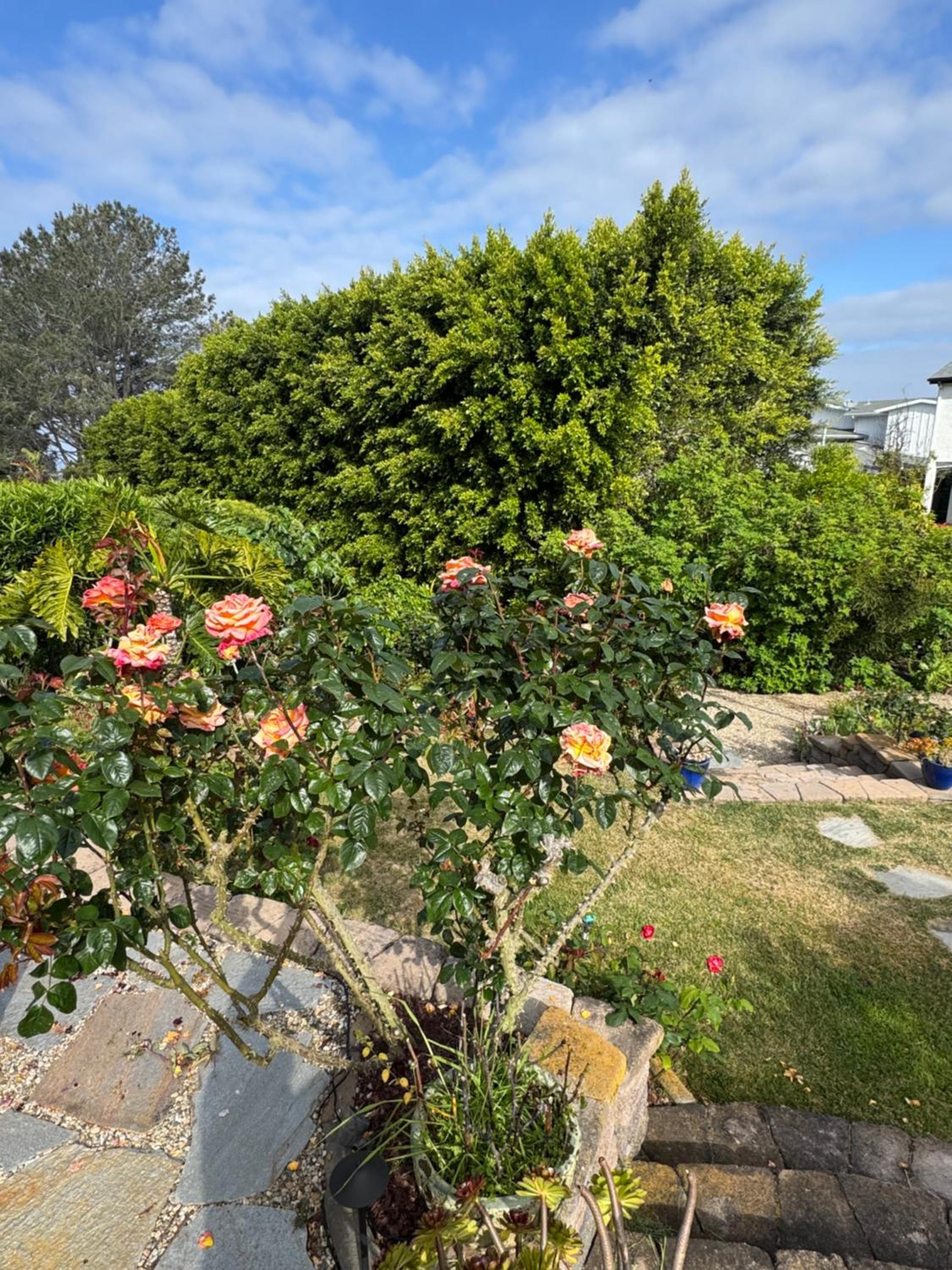 Guesthouse in Coastal Del Mar, California