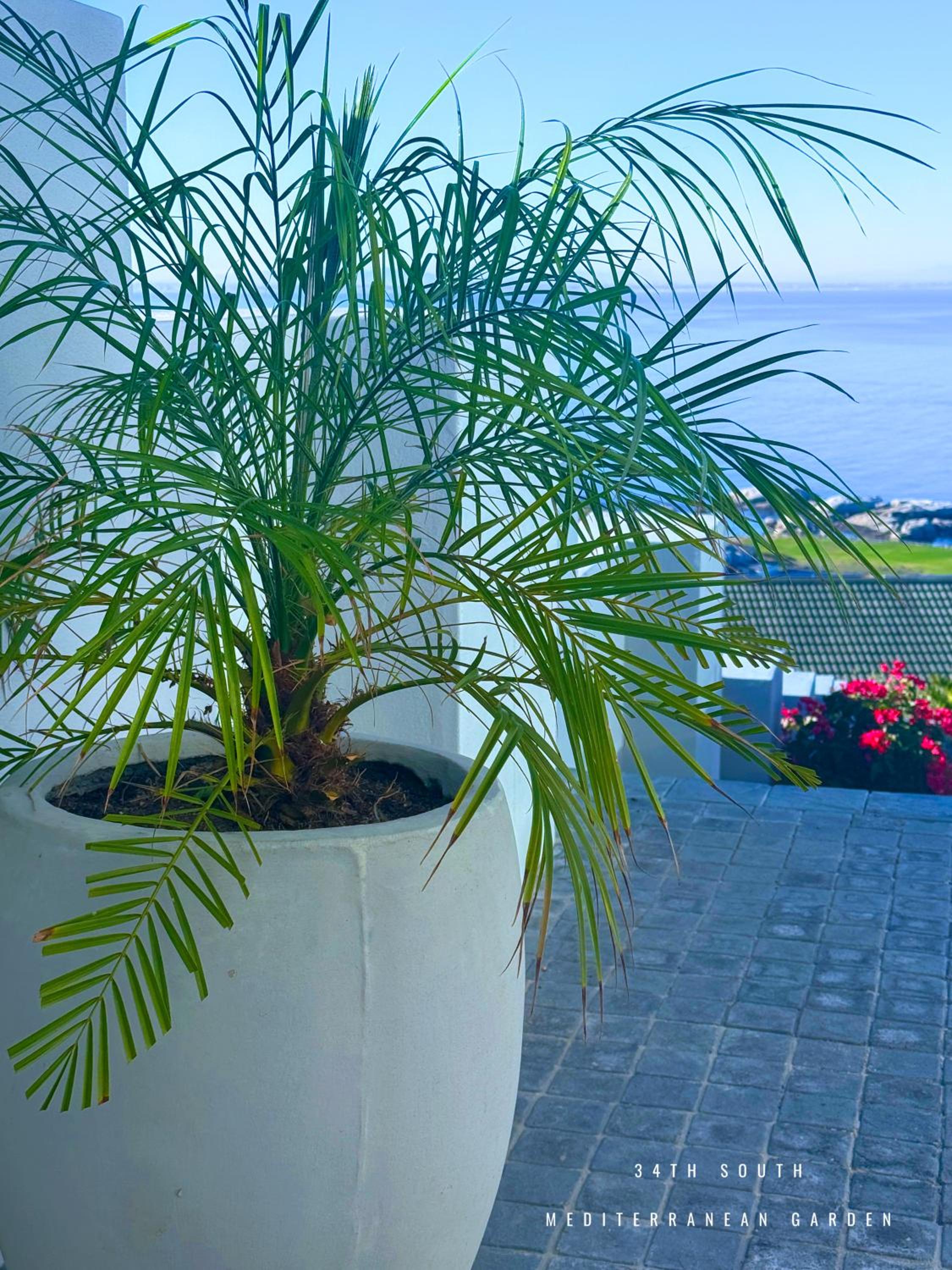 Luxury Surfer's Corner Suite with Ocean Views