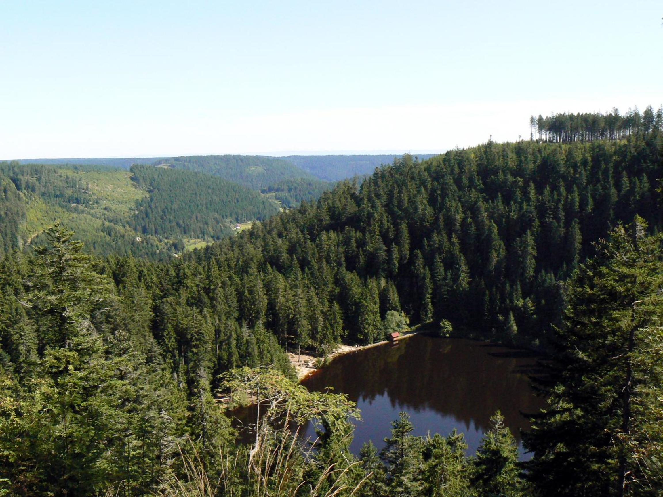 Gasthaus Talblick - Schwarzwald Plus Karte inkludiert