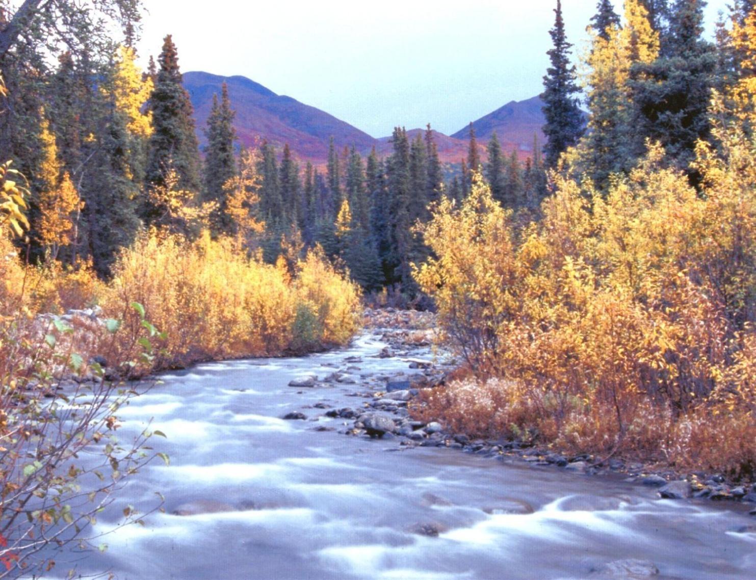 McKinley Creekside Cabins