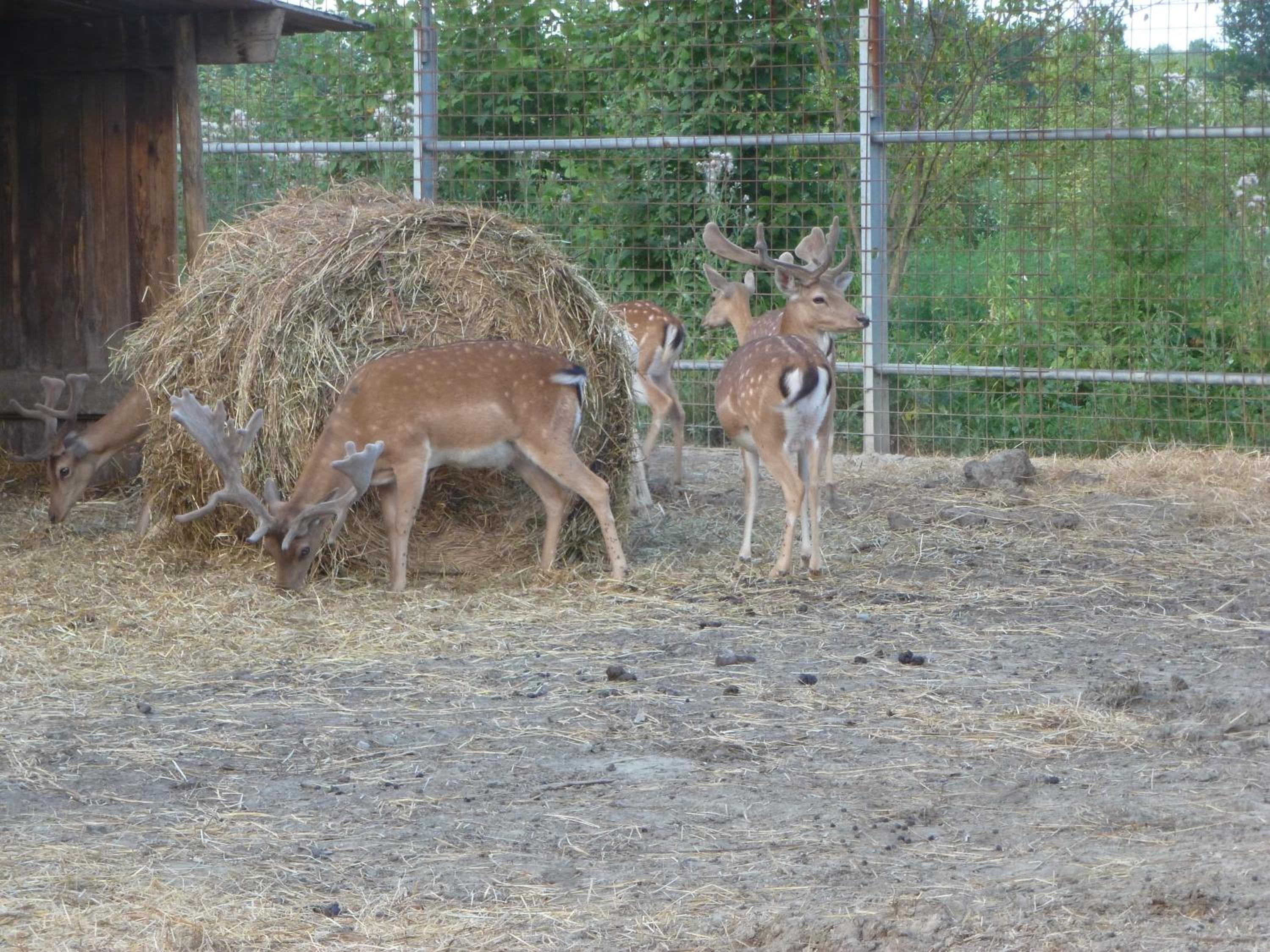 Photo 48