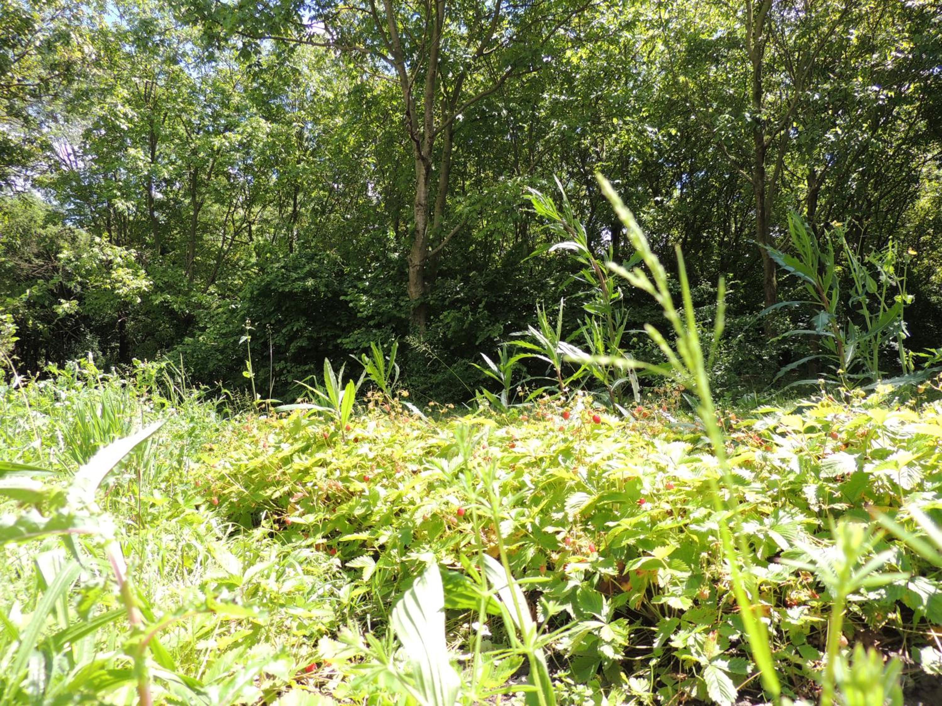 Photo 49